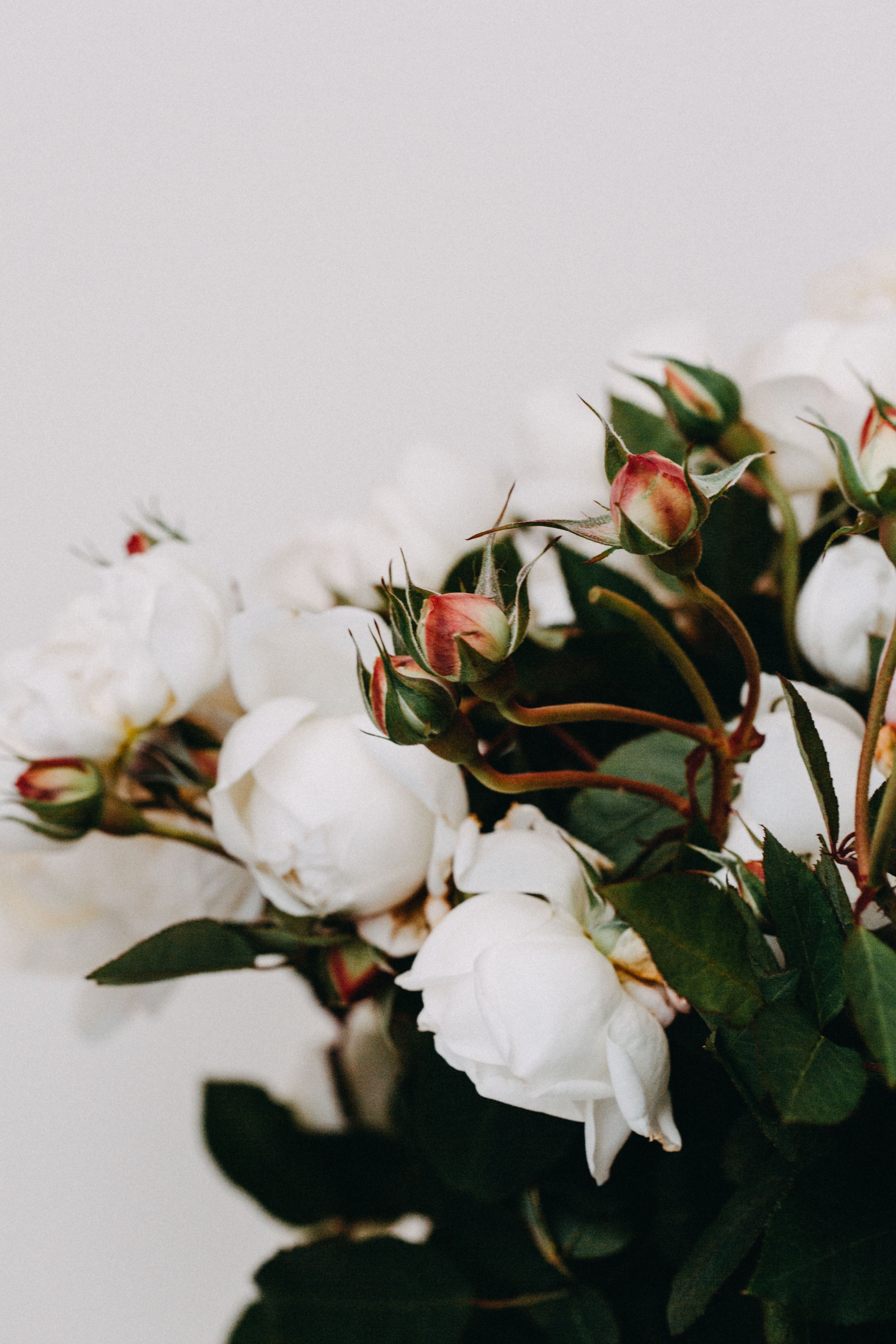 David Austin Roses Studio Photographic Print - Emily O'Brien