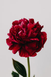 Peony Red Greeting Card - Emily O'Brien