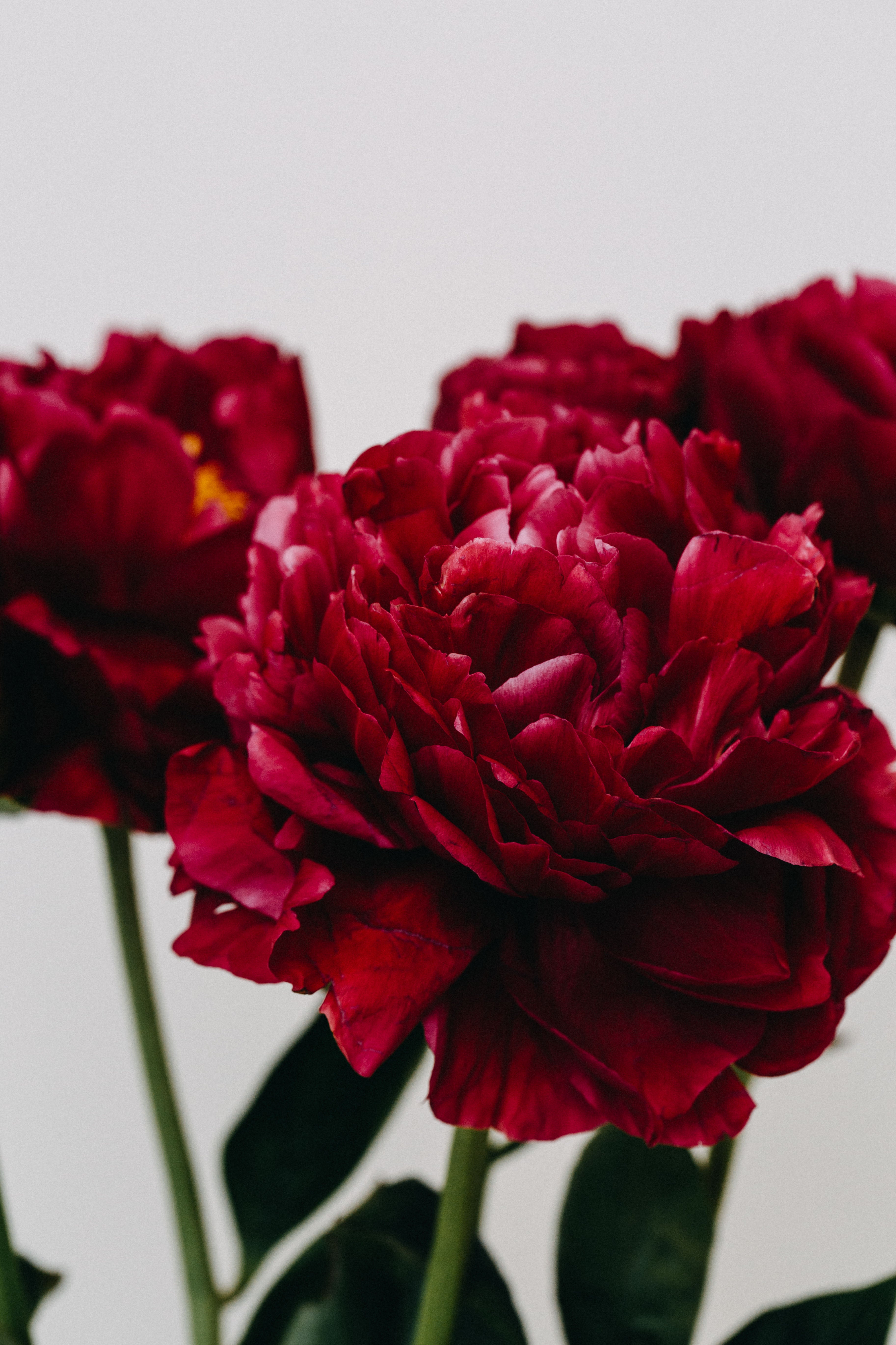 Peony Red II Photographic Print - Emily O'Brien