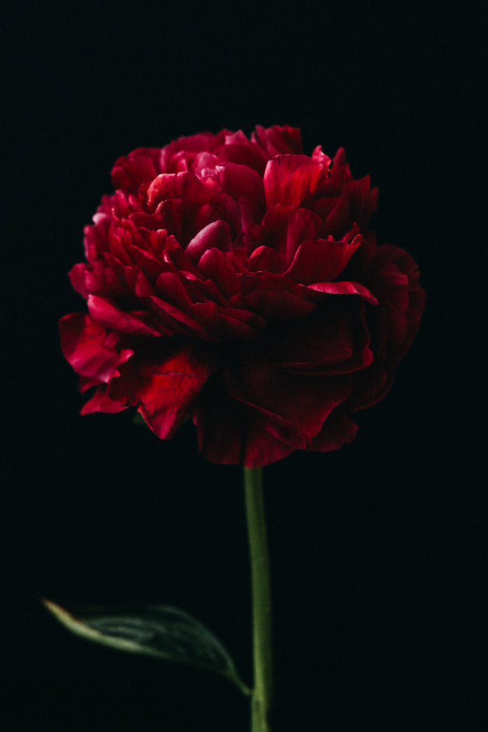 Peony Red Dark I Photographic Print - Emily O'Brien