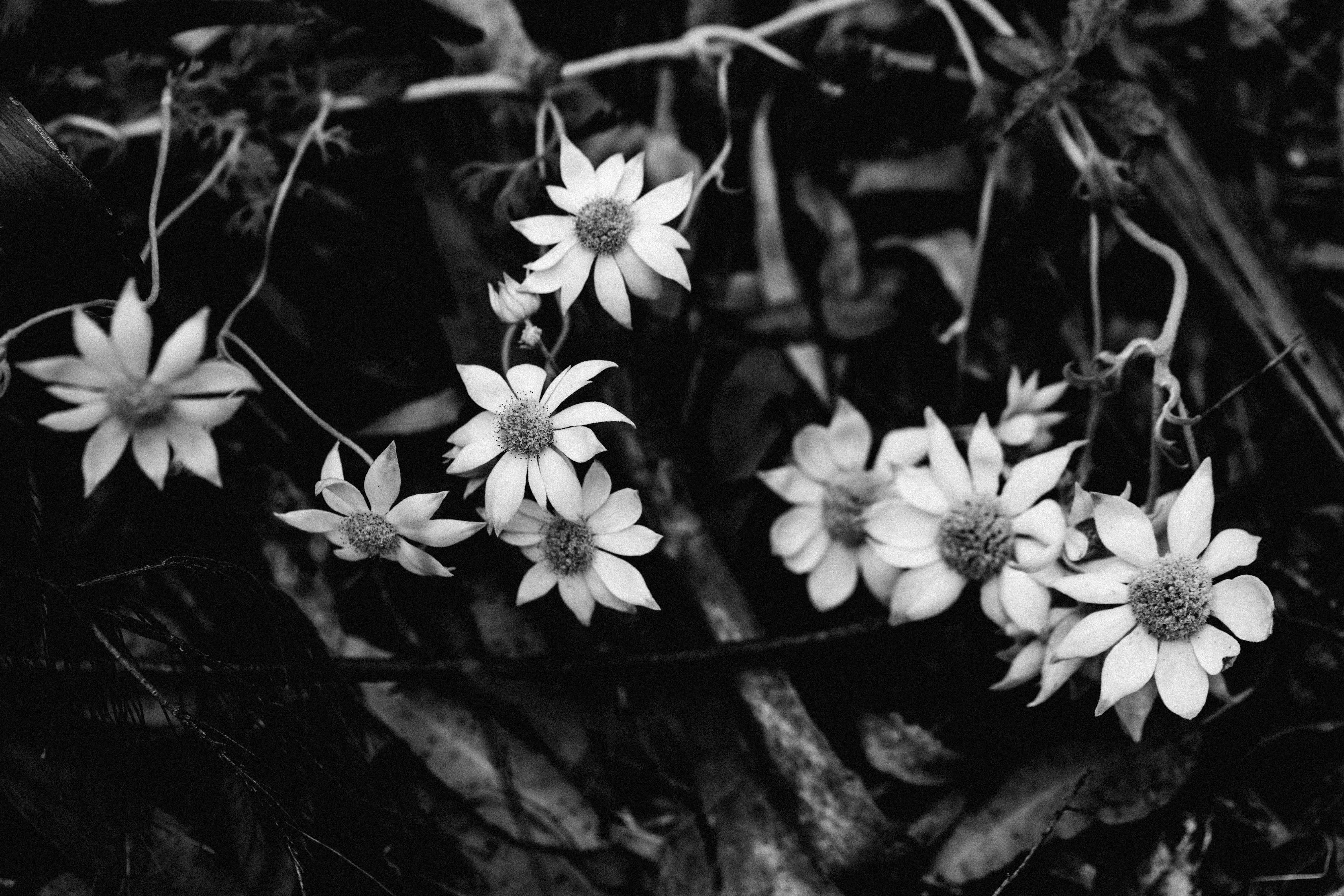 Australian Flannel Flower I B+W Photographic Print