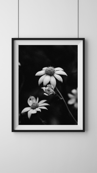 Australian Flannel Flower II B+W Photographic Print