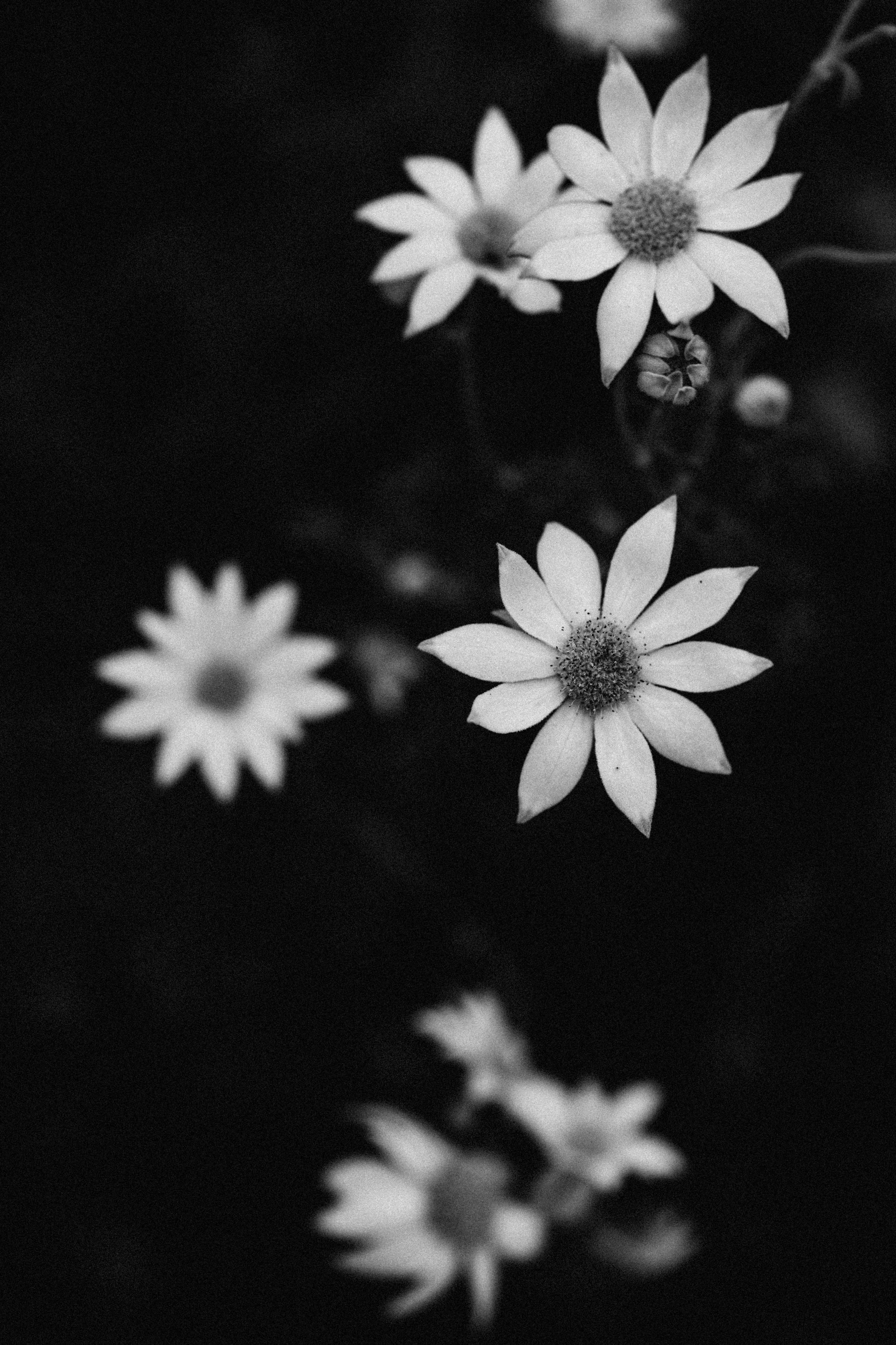 Australian Flannel Flower III B+W Photographic Print