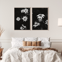 Australian Flannel Flower III B+W Photographic Print
