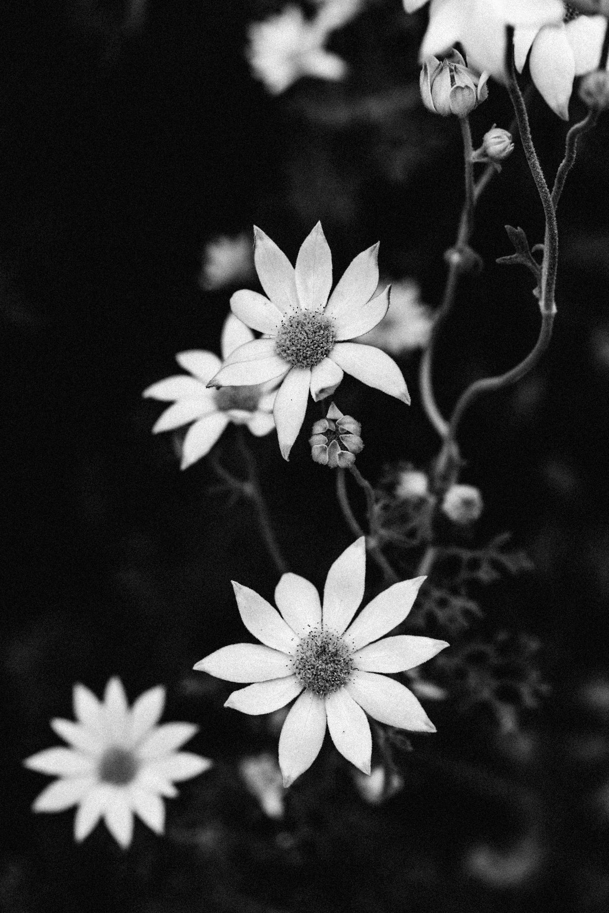 Australian Flannel Flower IV B+W Photographic Print