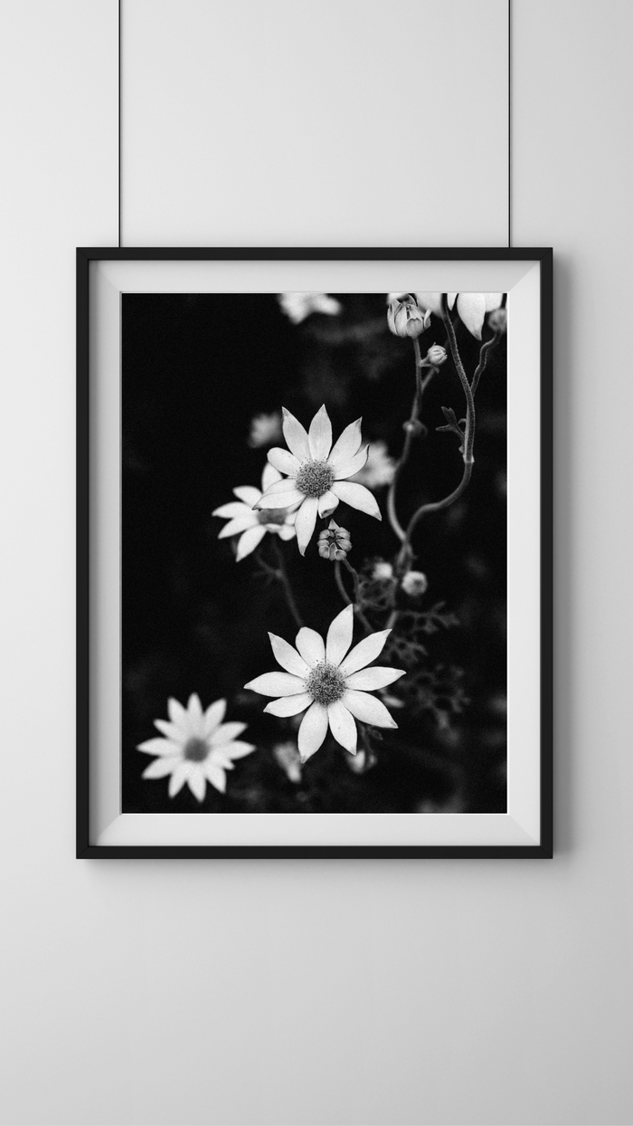 Australian Flannel Flower IV B+W Photographic Print