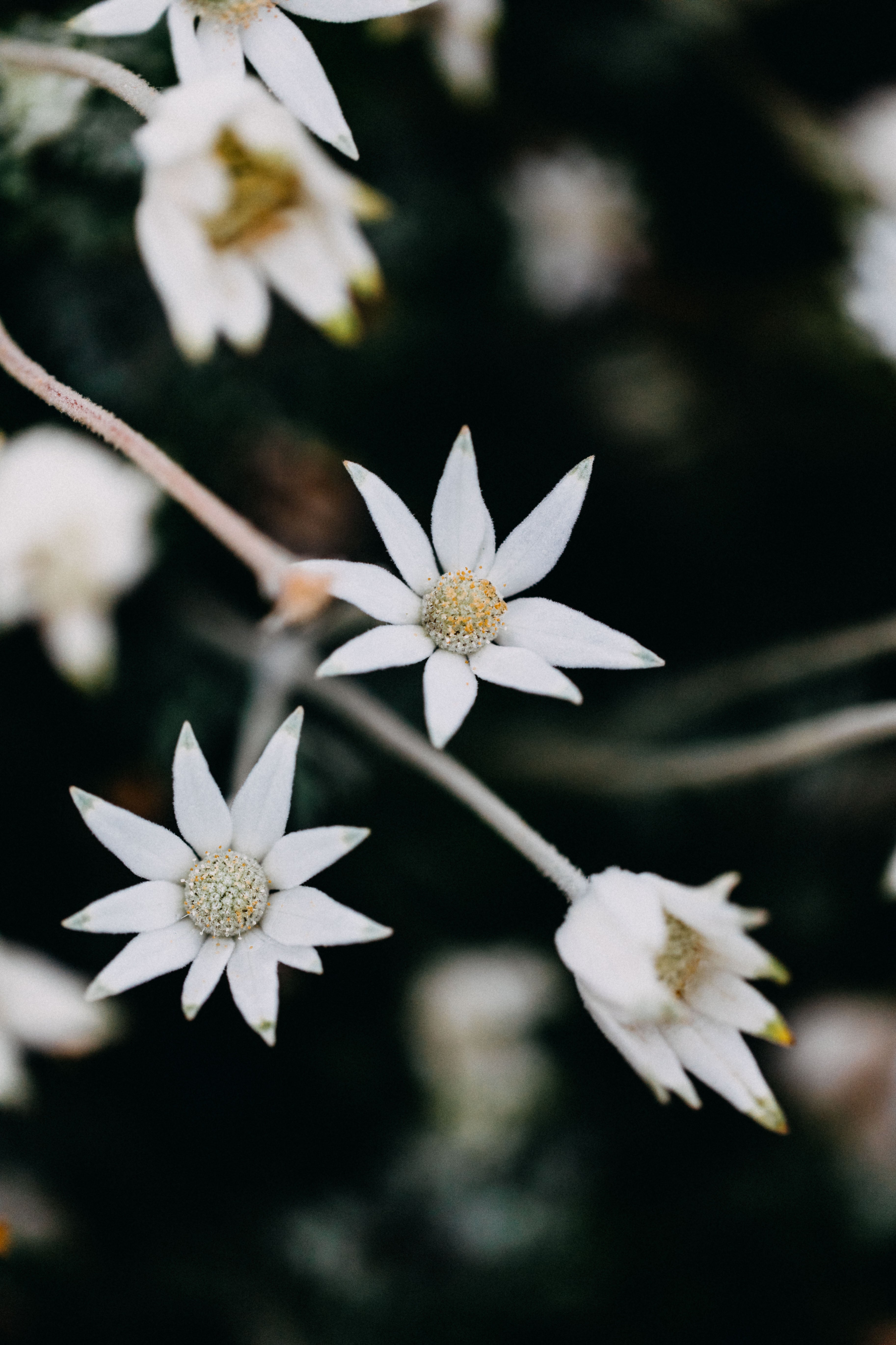 Australian Flannel Flower Greeting Card