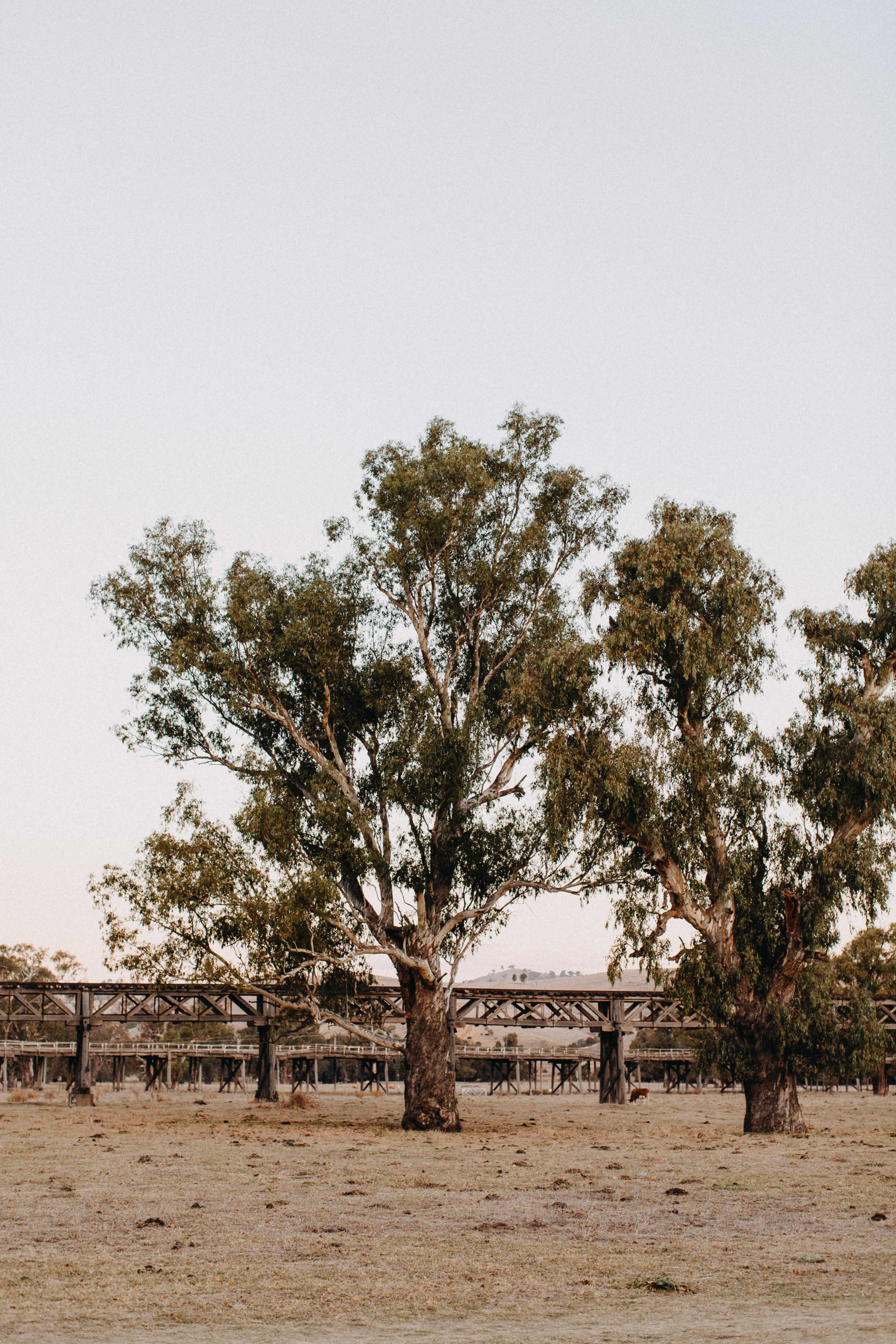 Gundagai Railway Bridge II Photographic Print - Emily O'Brien