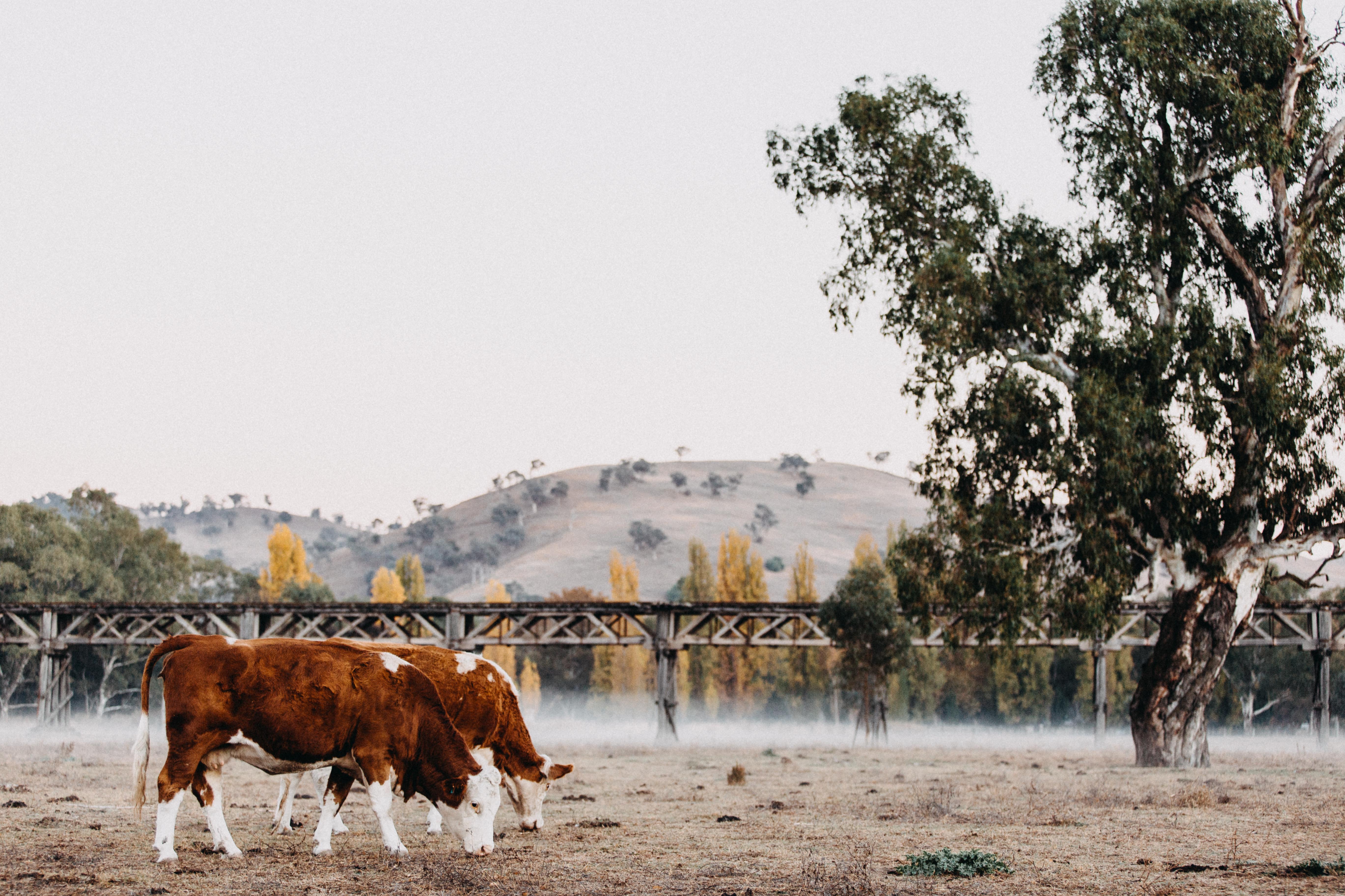 Gundagai Cows by the Bridge Photographic Print - Emily O'Brien
