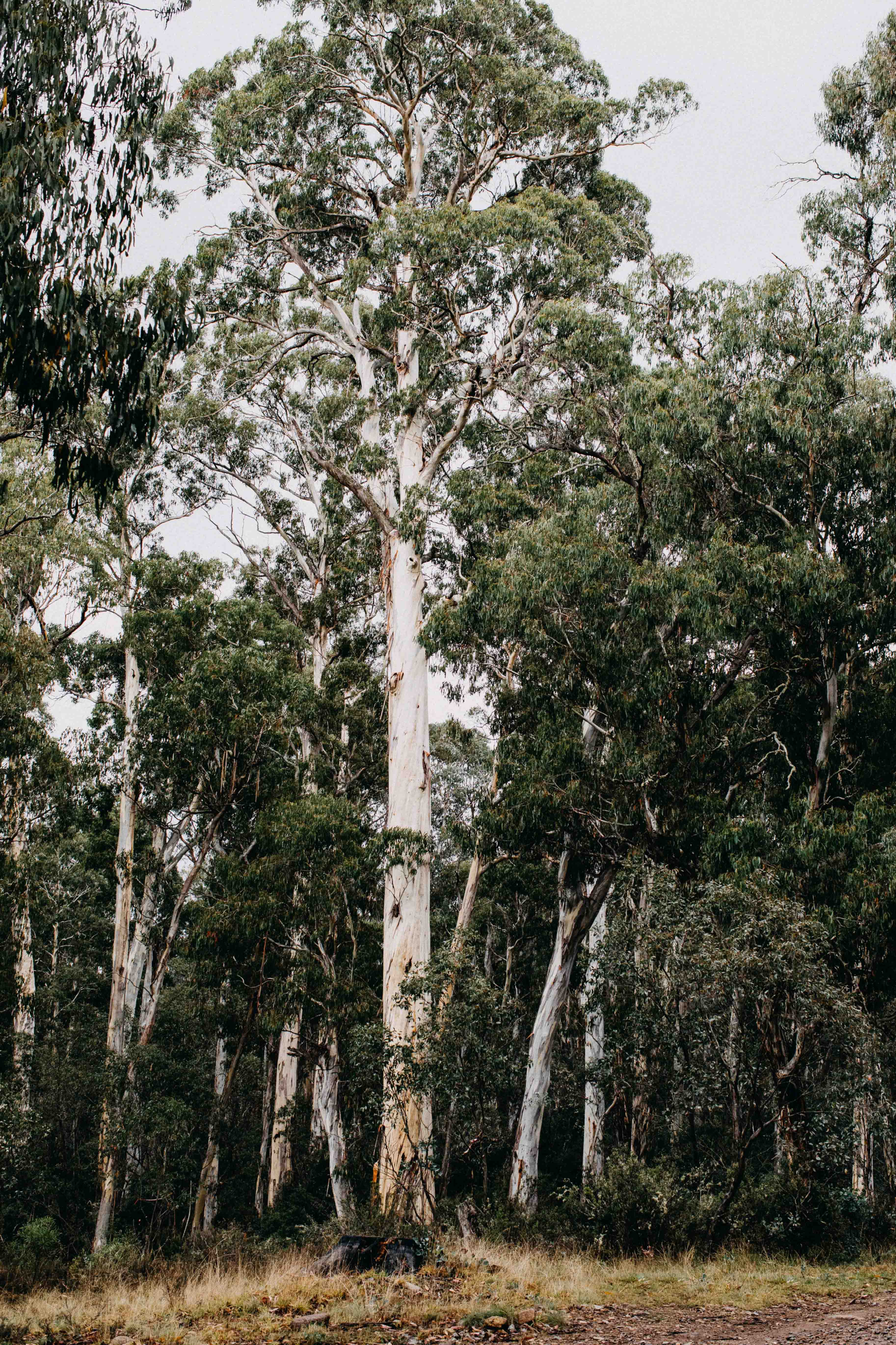 Highland Gums I Photographic Print