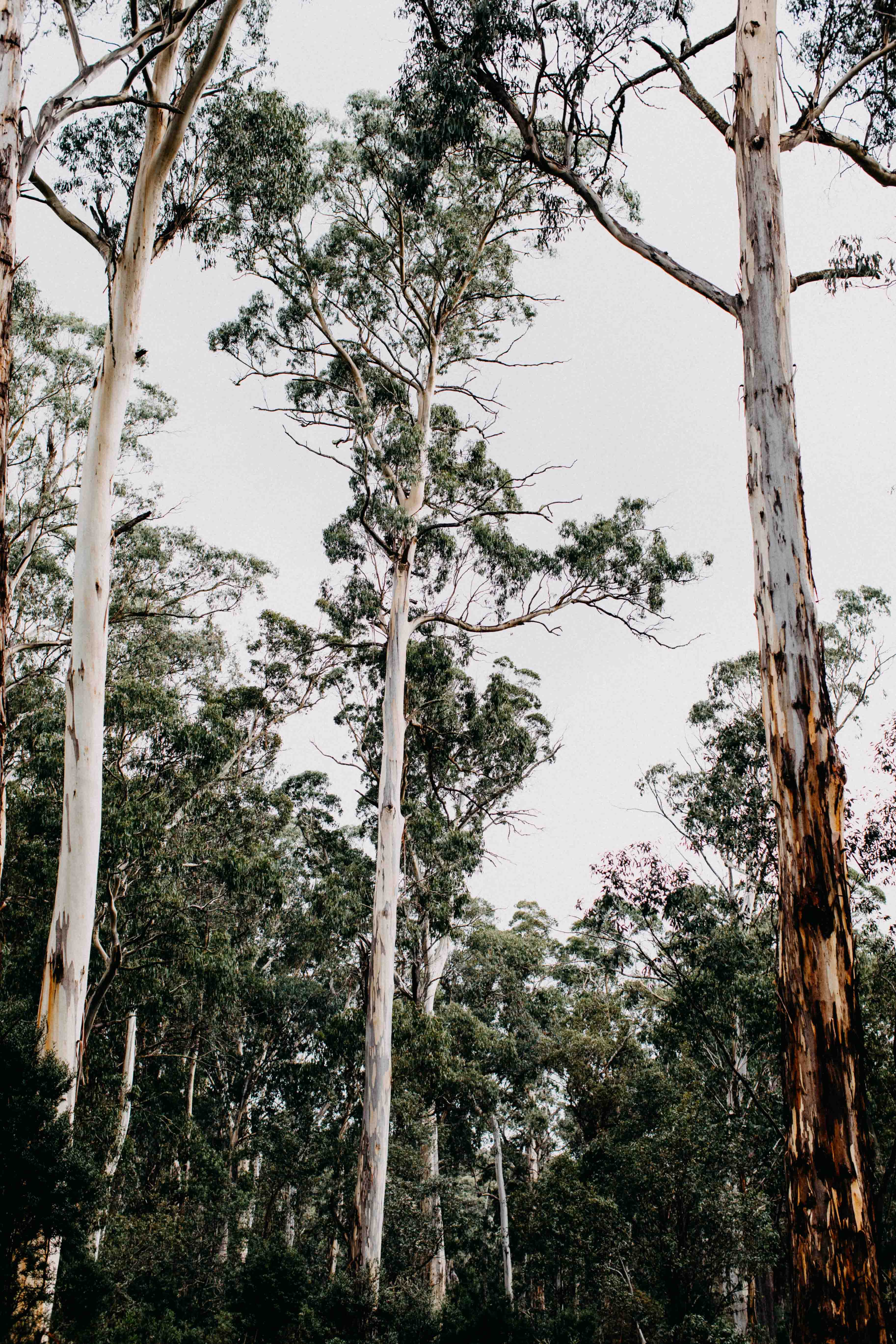 Highland Gums II Photographic Print