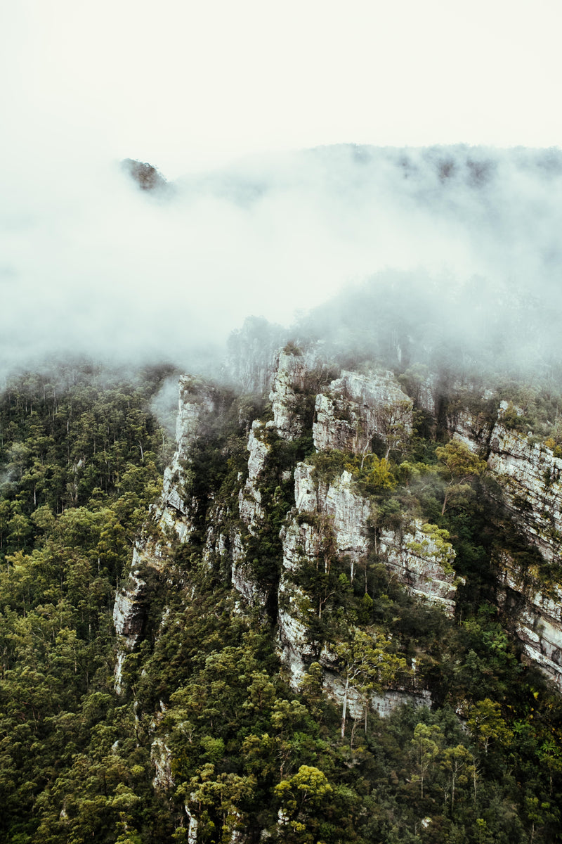 Tasmanian Rainforest Into the Mist Greeting Card - Emily O'Brien