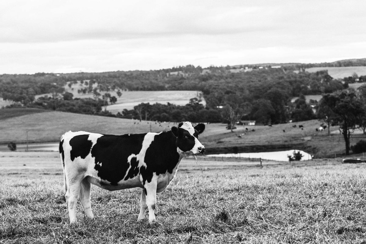 Delilah Cow Photographic Print - Emily O'Brien