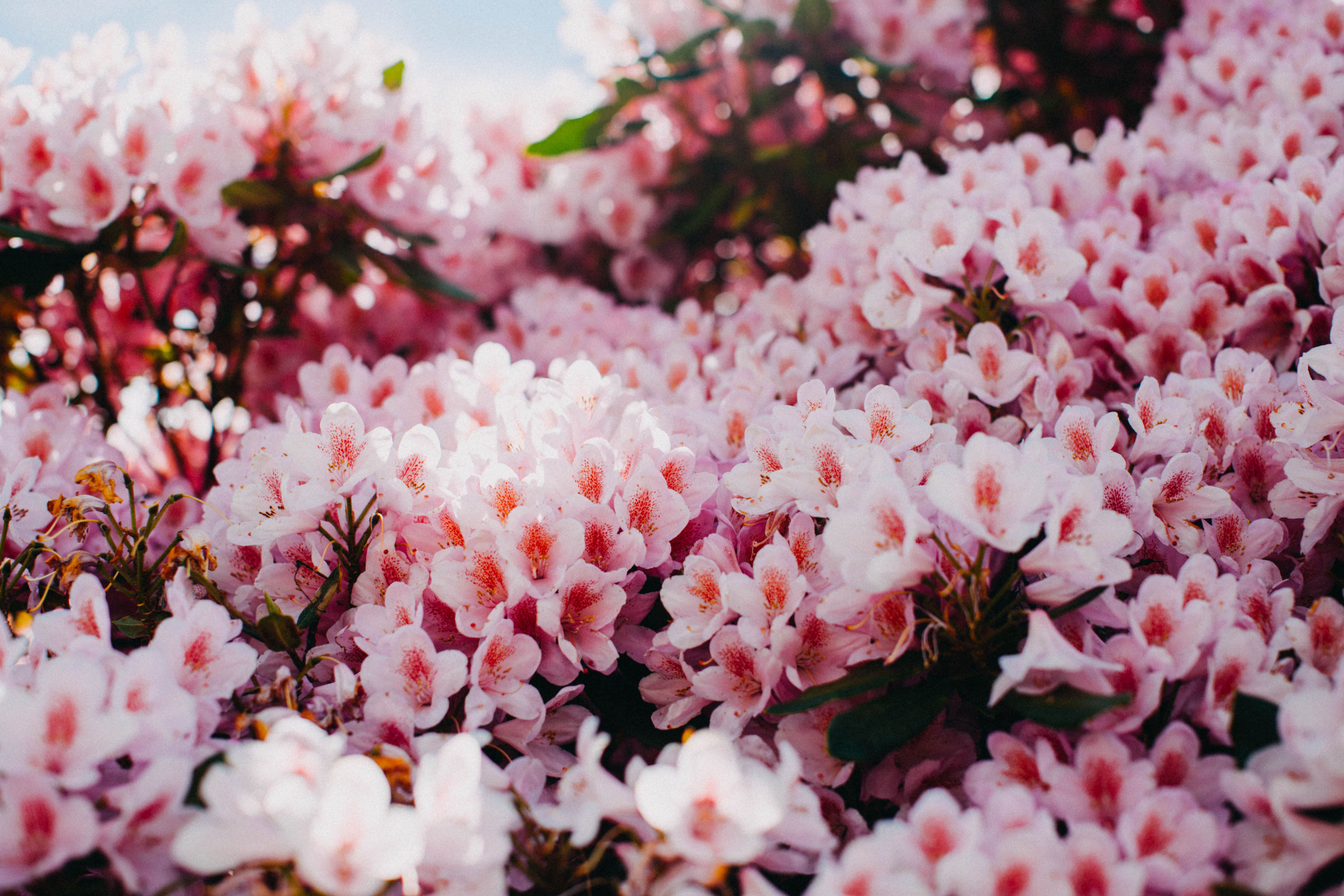 Rhododendron Photographic Print