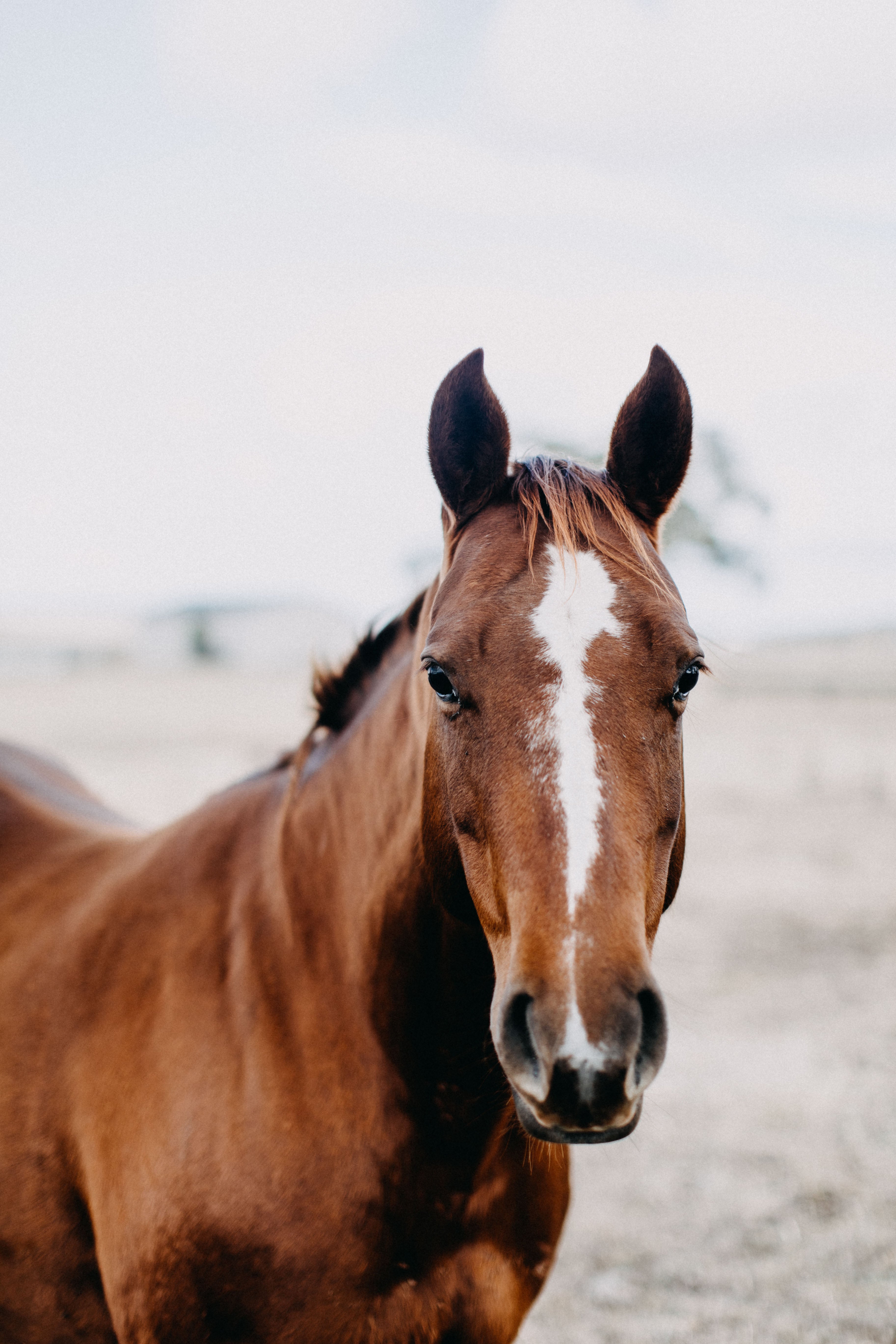 Coco the Horse II Photographic Print