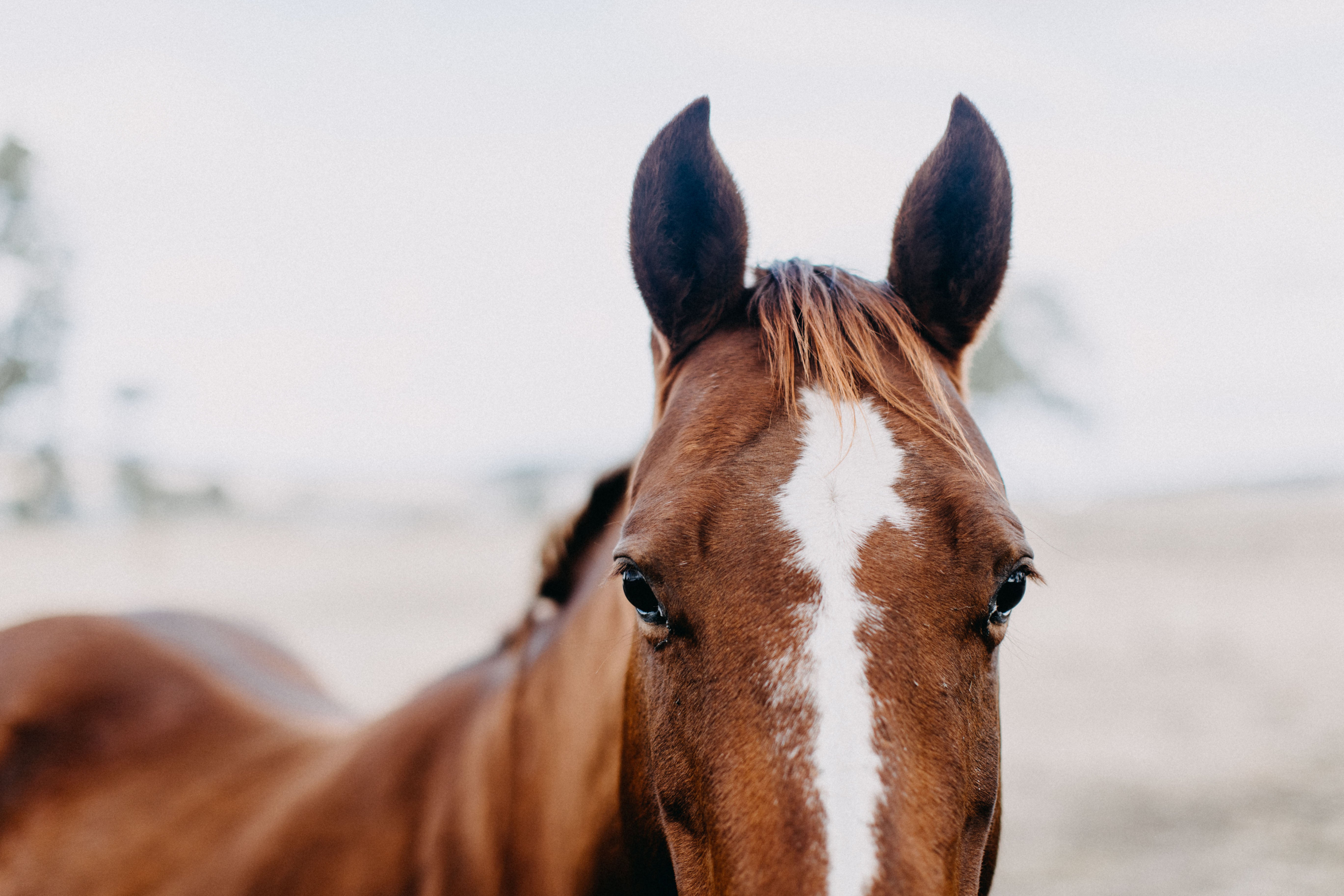 Coco the Horse III Photographic Print