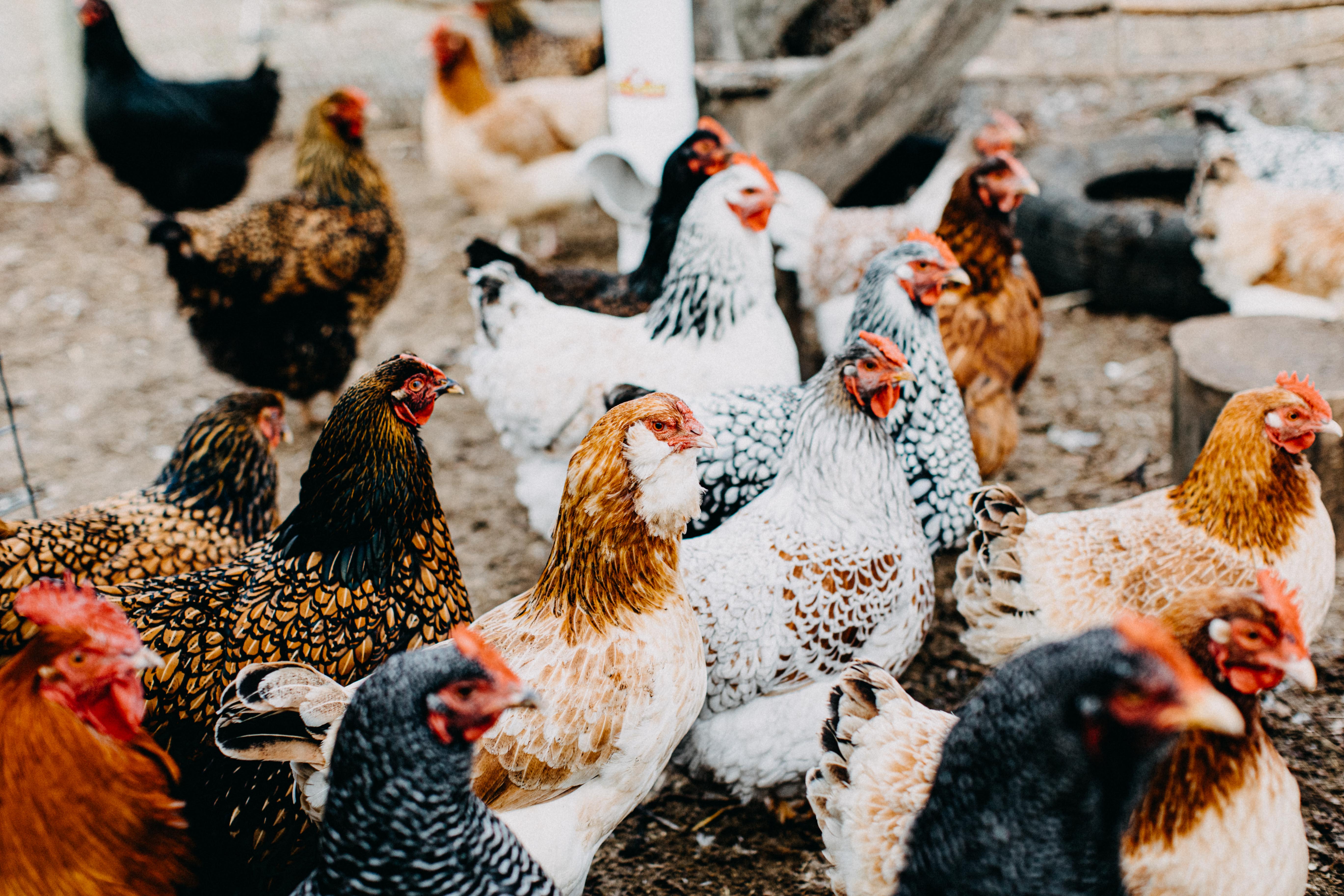 A Brood of Hens I Photographic Print
