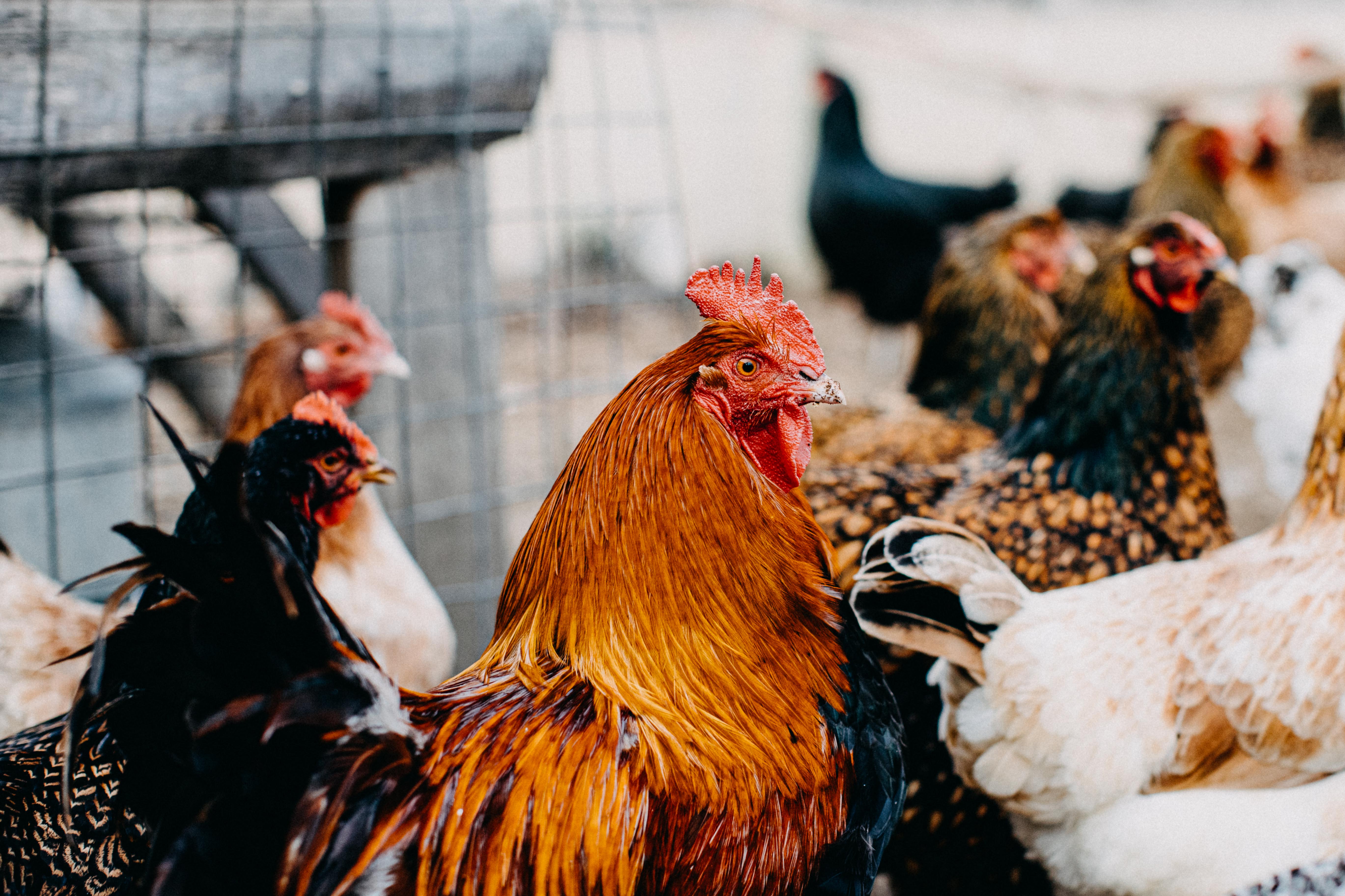 A Brood of Hens II Photographic Print
