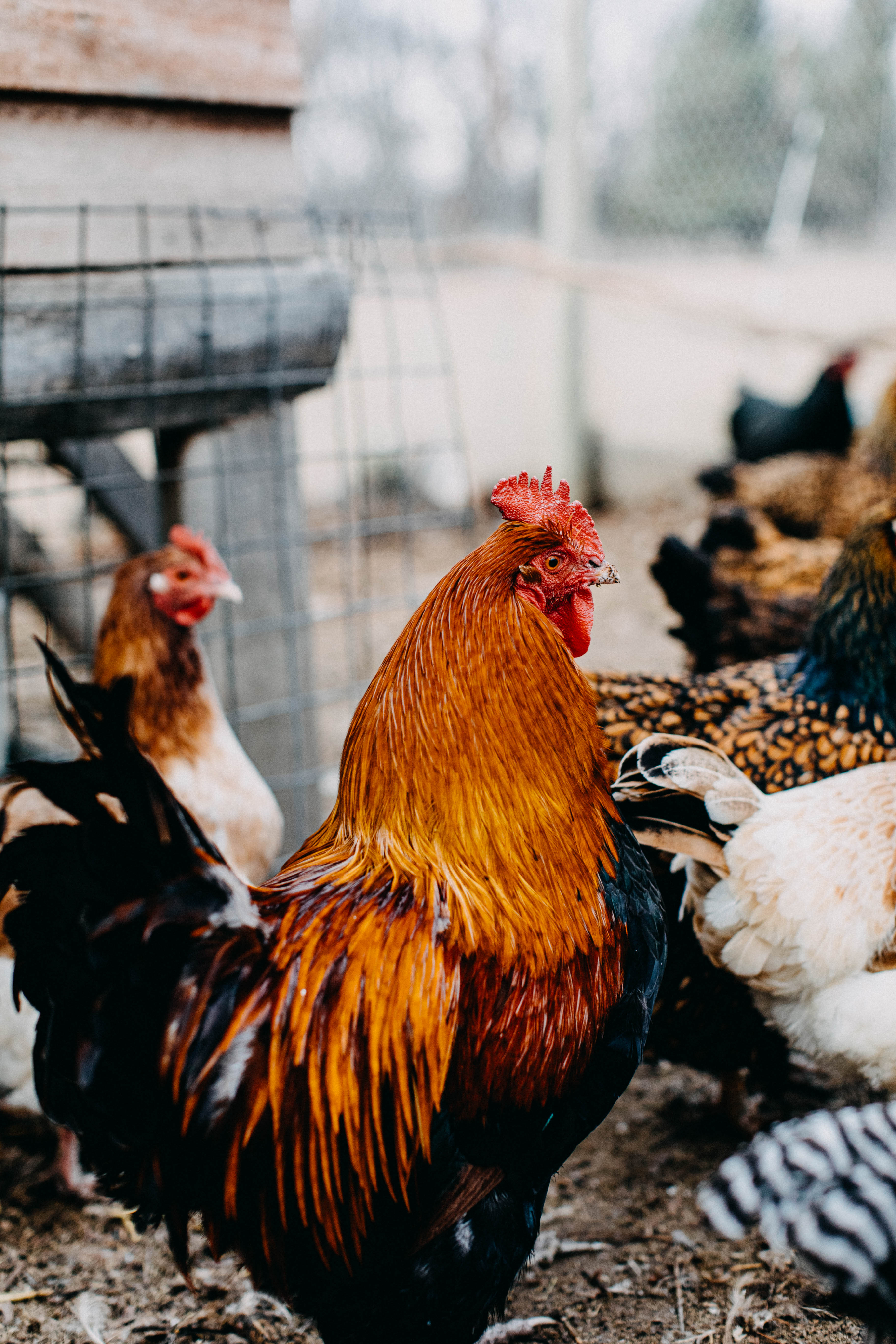A Brood of Hens III Photographic Print