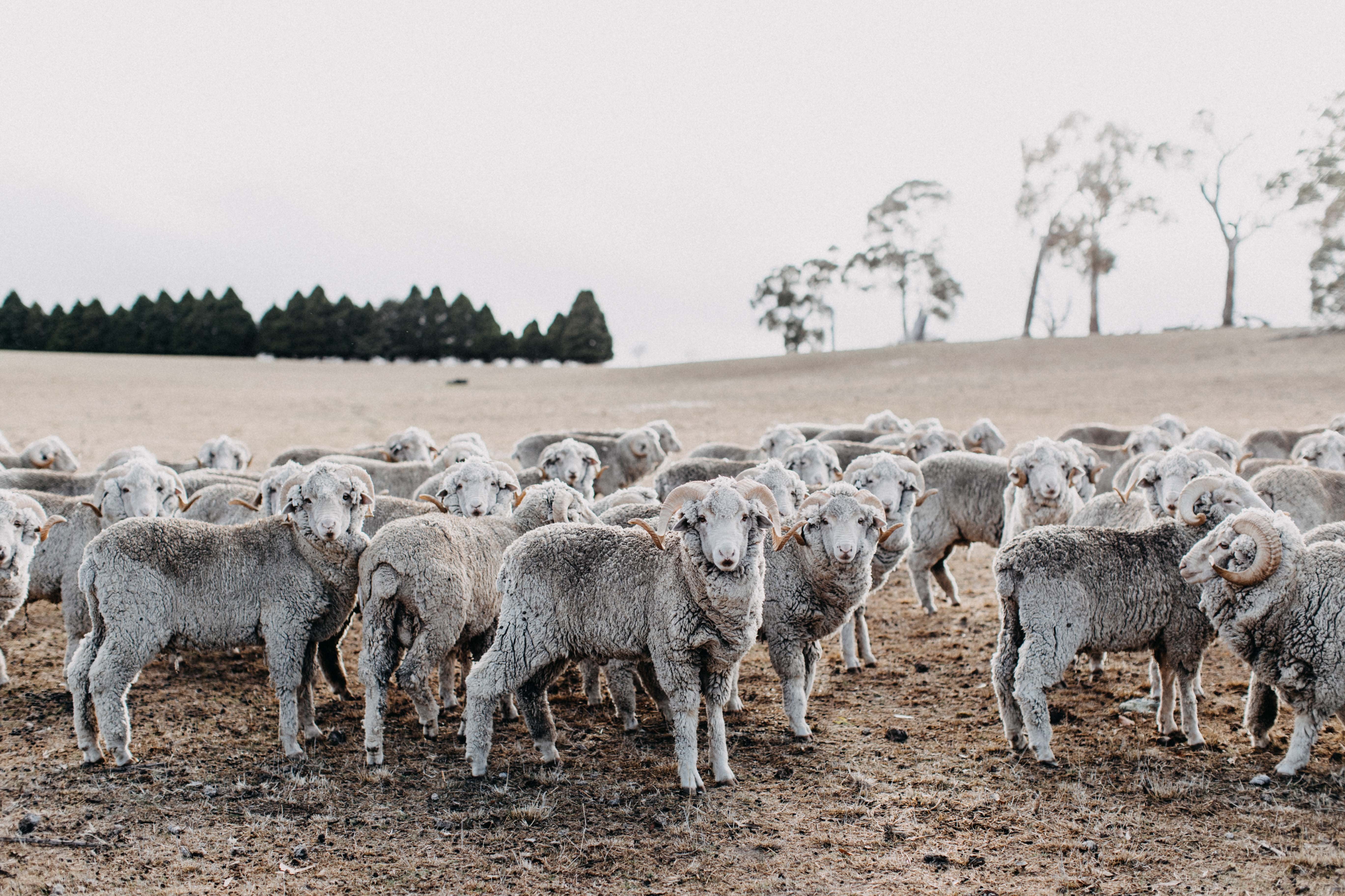 Baa Ram Ewe I Photographic Print