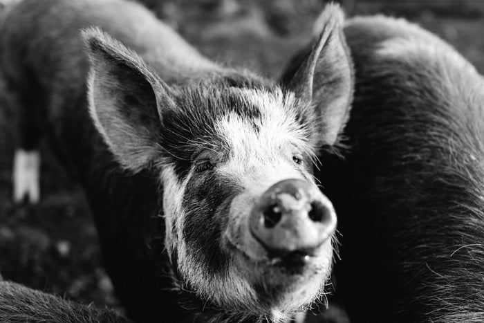 Happy as a Pig in Mud B+W II Photographic Print
