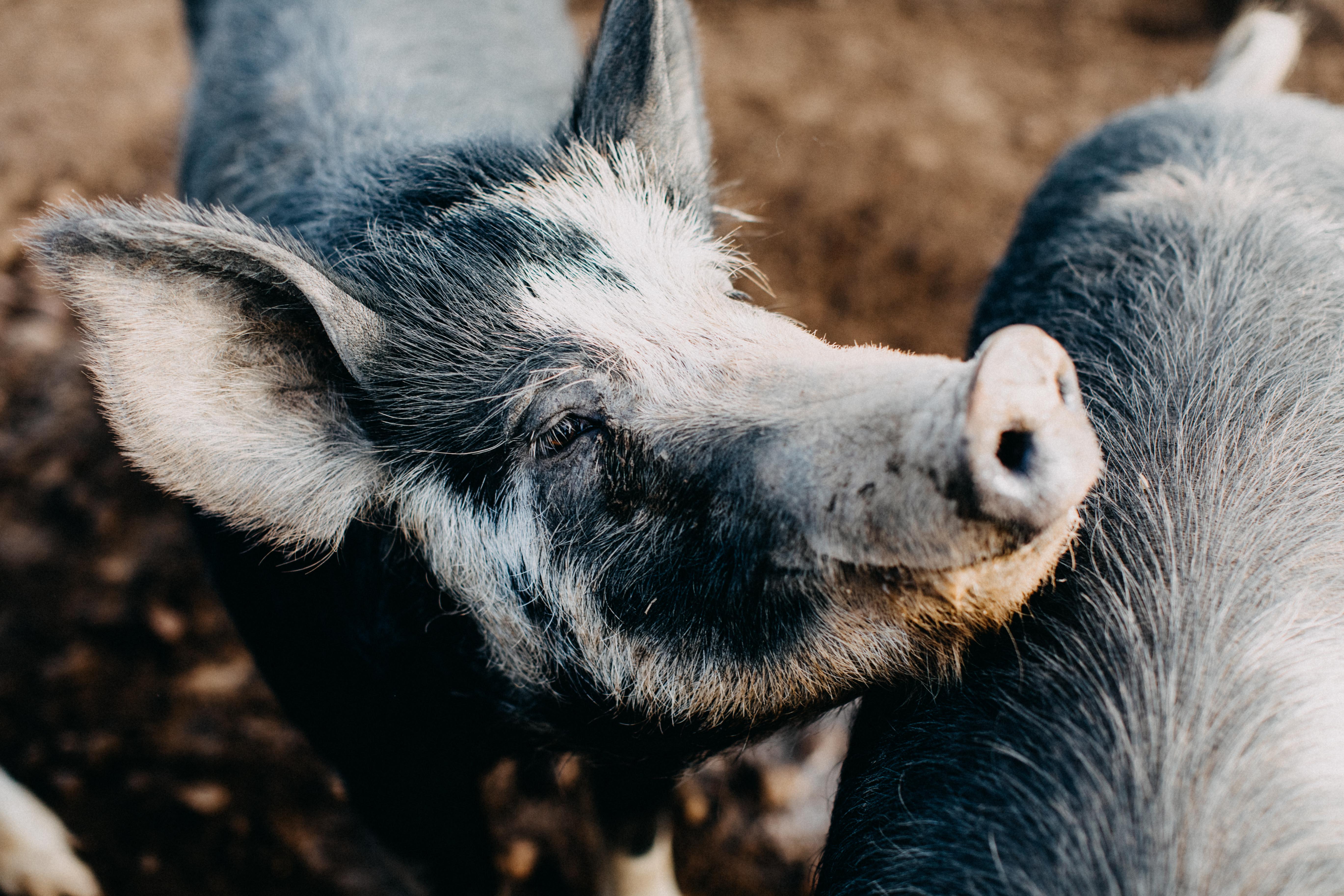 Happy as a Pig in Mud I Photographic Print