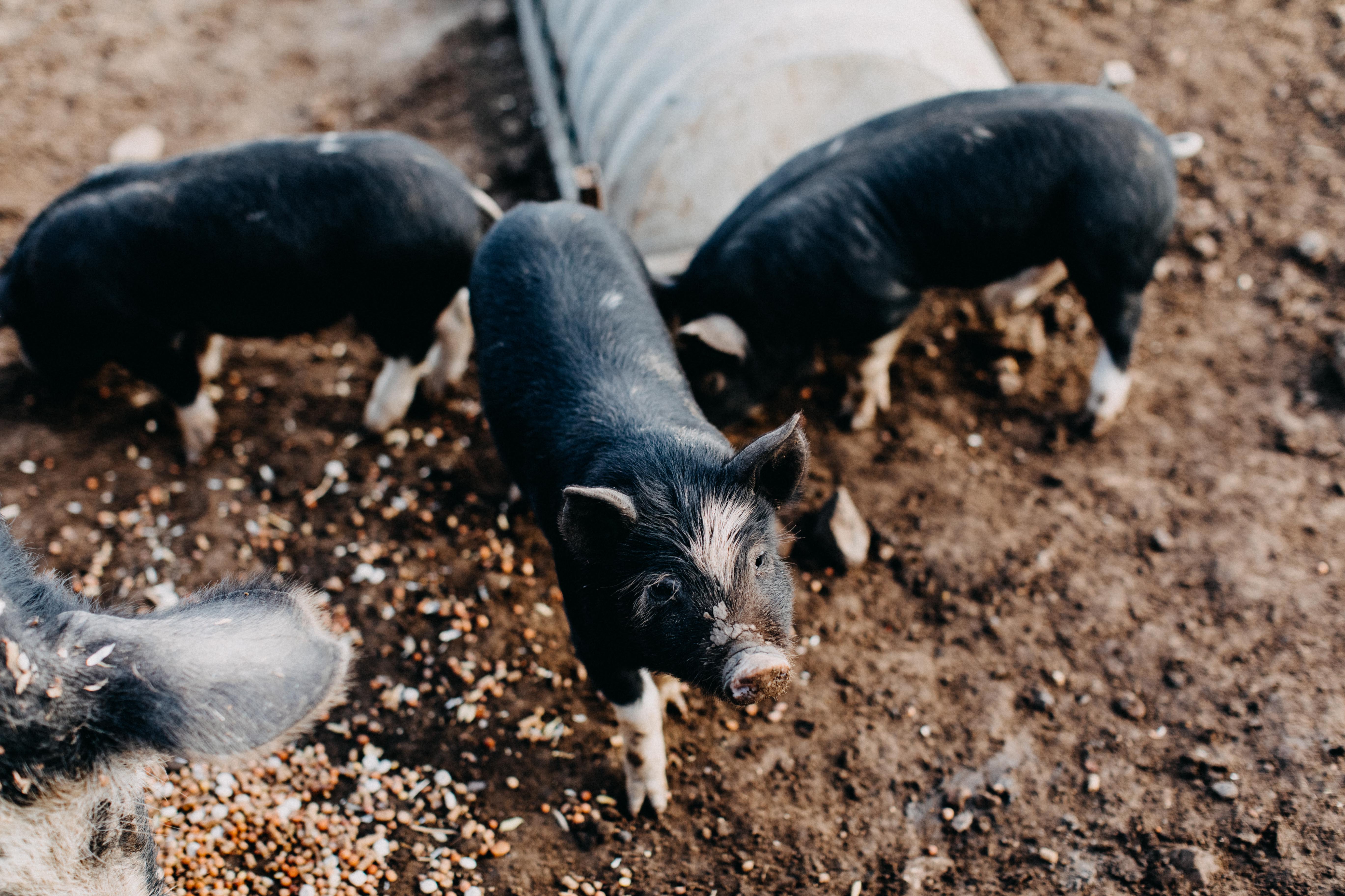 Three Little Pigs Photographic Print