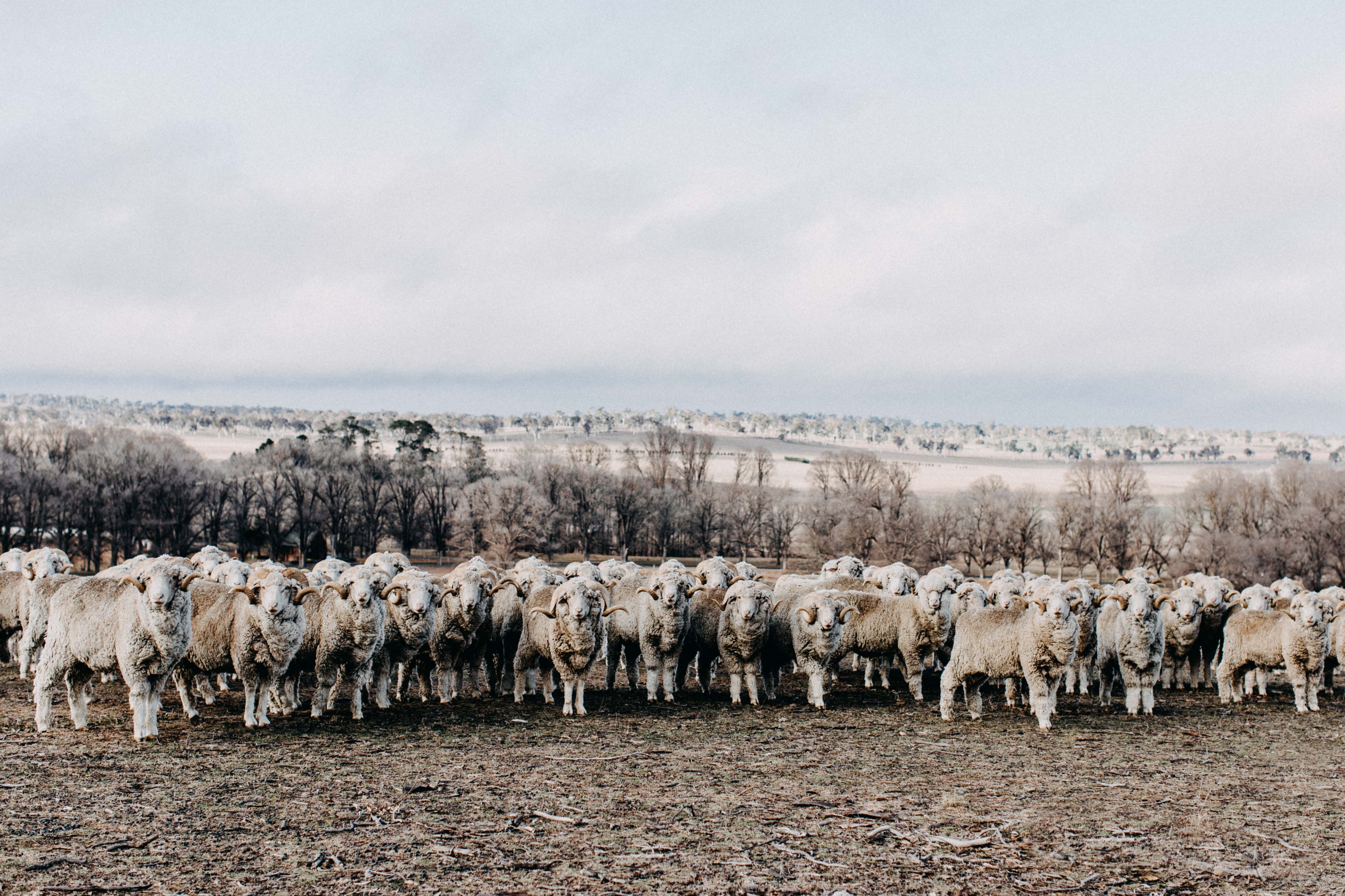 Baa Ram Ewe II Photographic Print