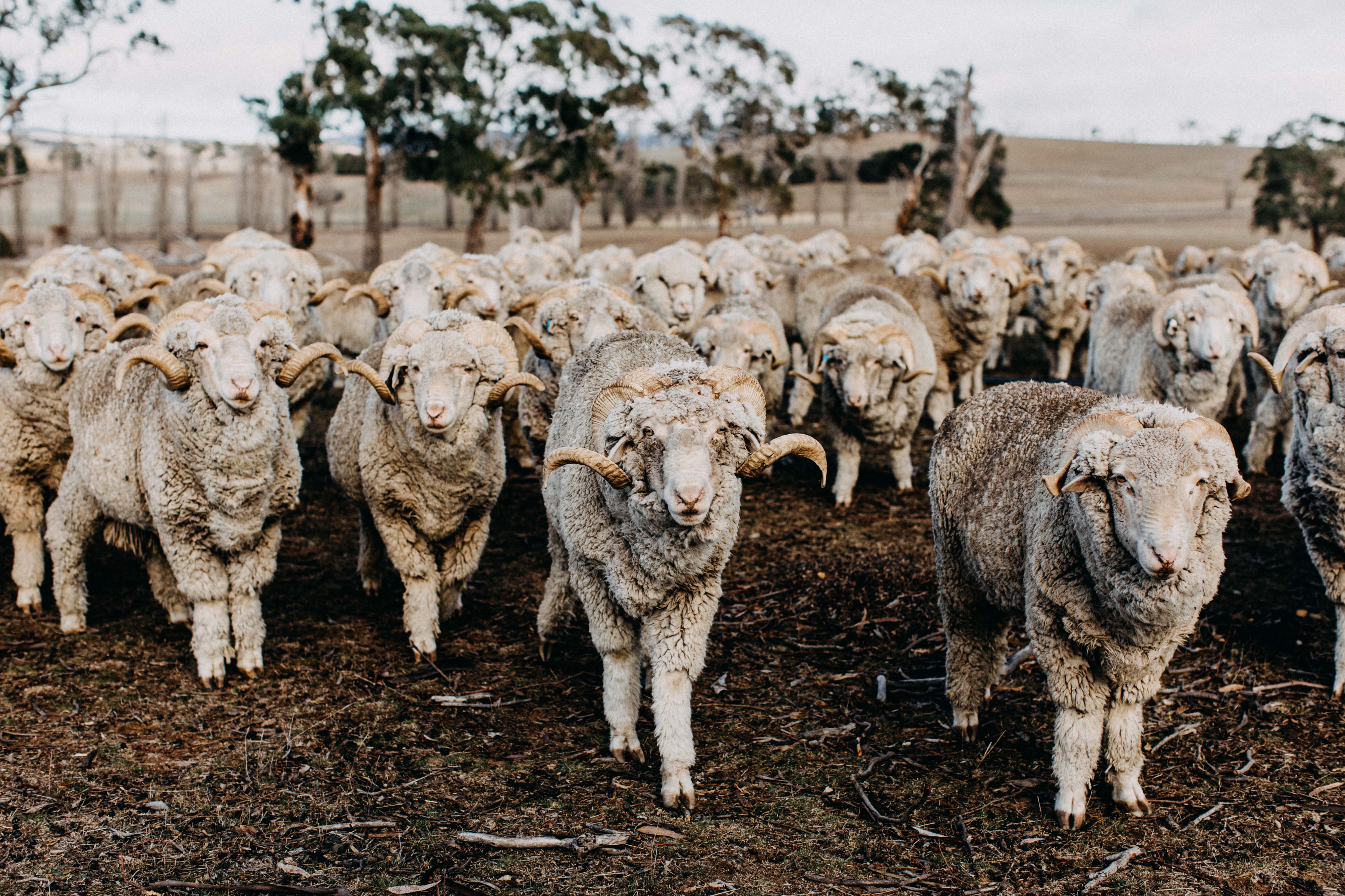 Herd of Rams III Photographic Print