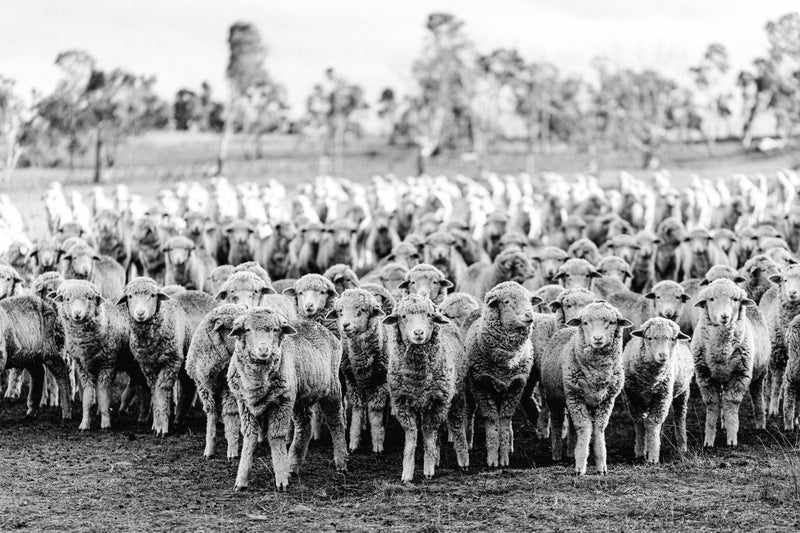 New England Flock of Sheep I B+W Photographic Print