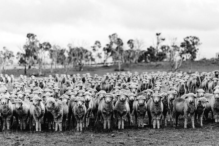 New England Flock of Sheep II B+W Photographic Print