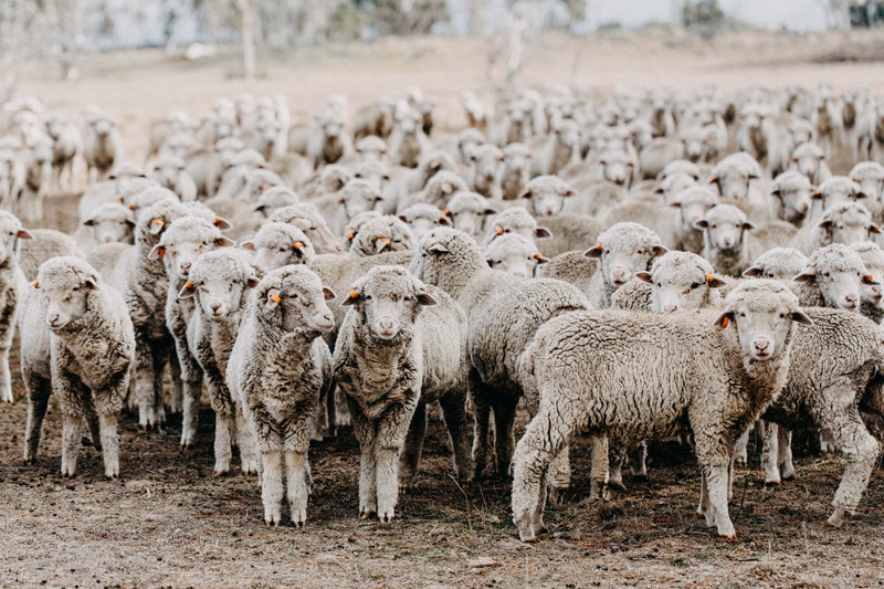 New England Flock of Sheep III Photographic Print