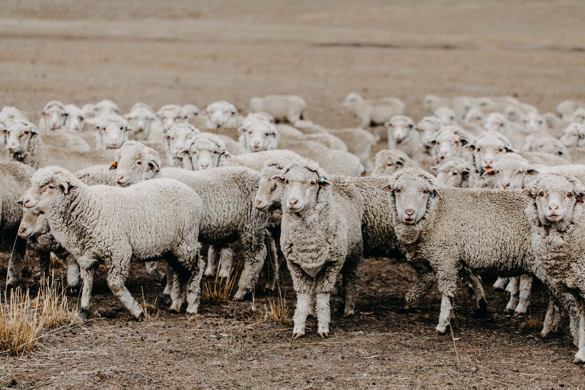 New England Flock of Sheep V Photographic Print