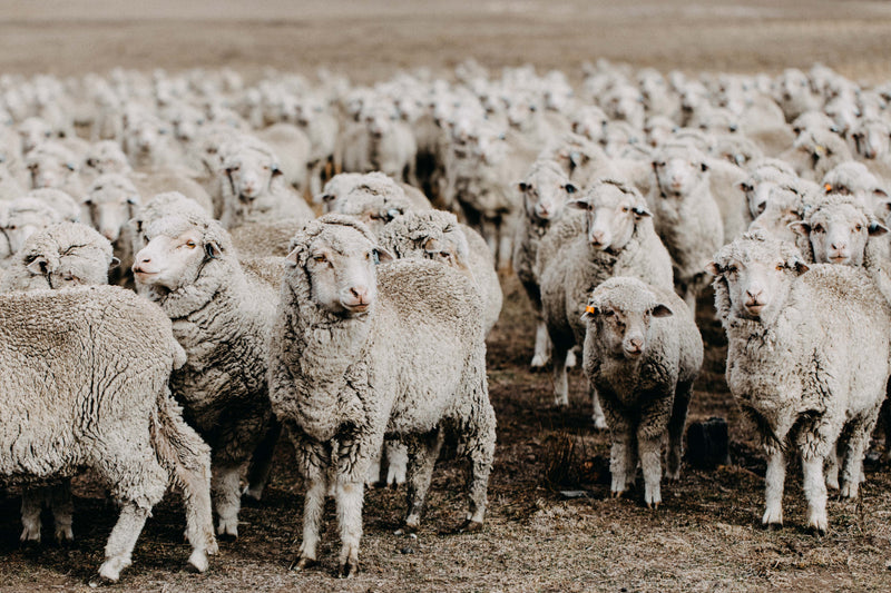 New England Flock of Sheep VI Photographic Print