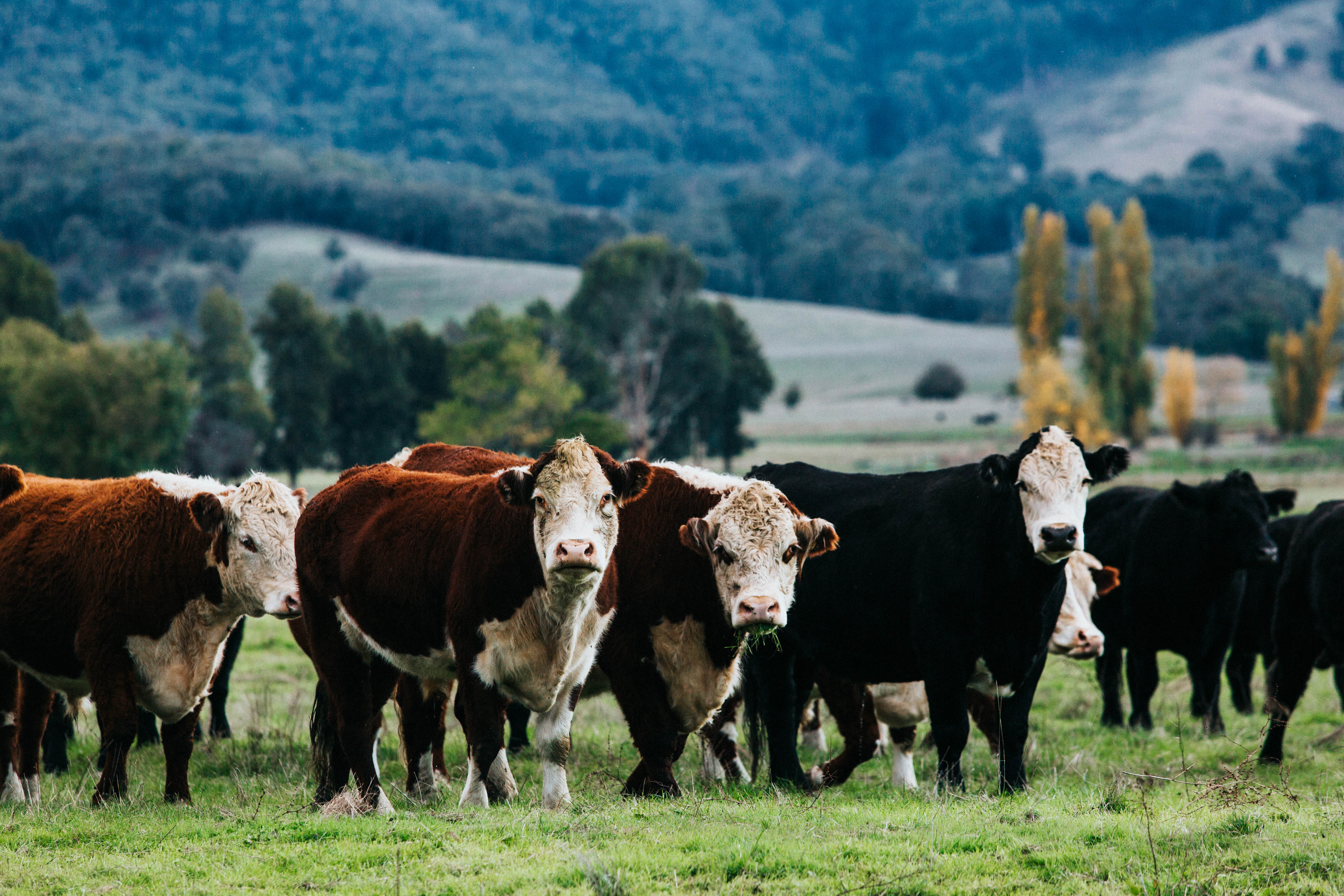 Highland Field Cows II Photographic Print - Emily O'Brien