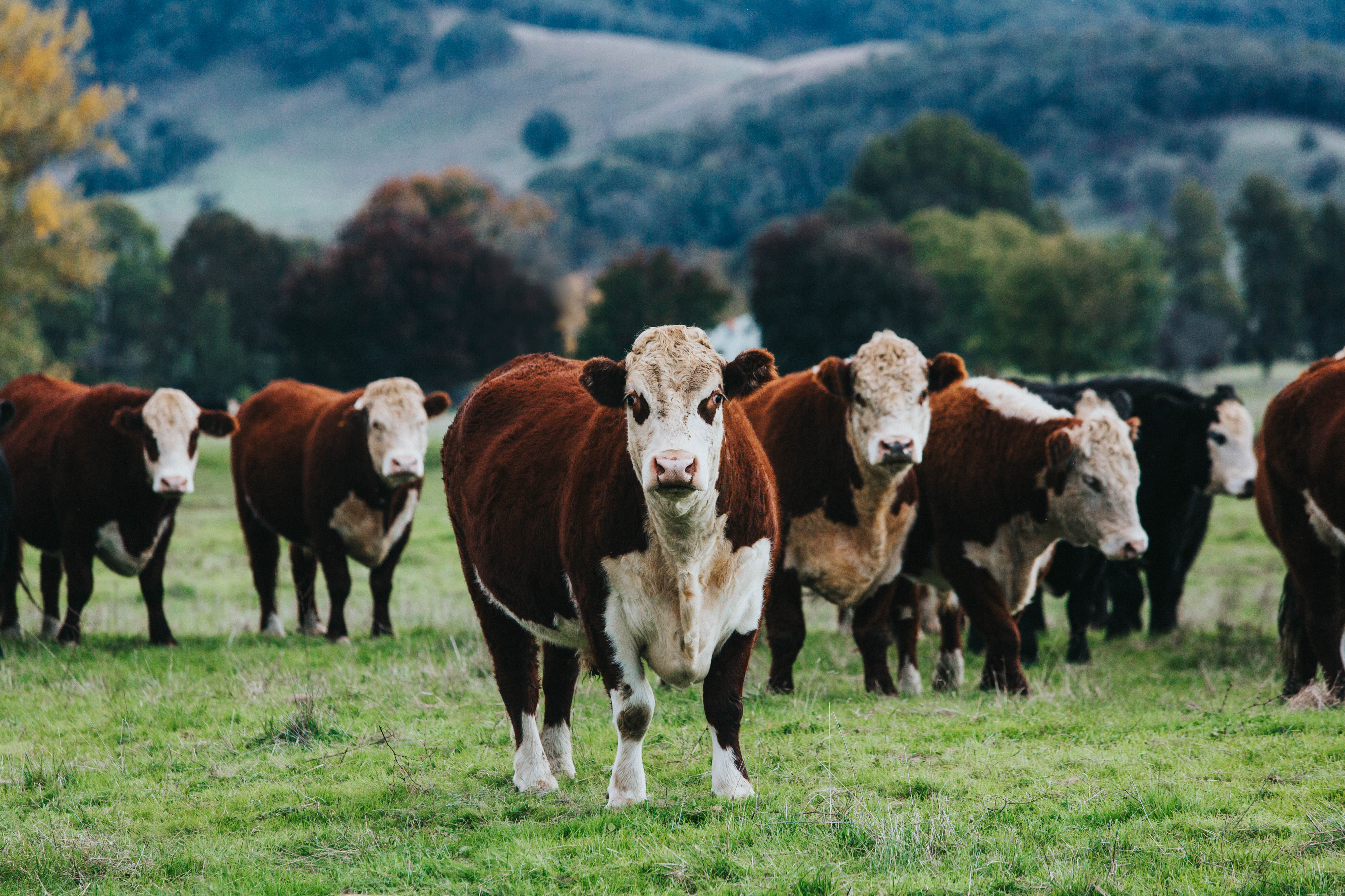 Highland Field Cows I Photographic Print - Emily O'Brien