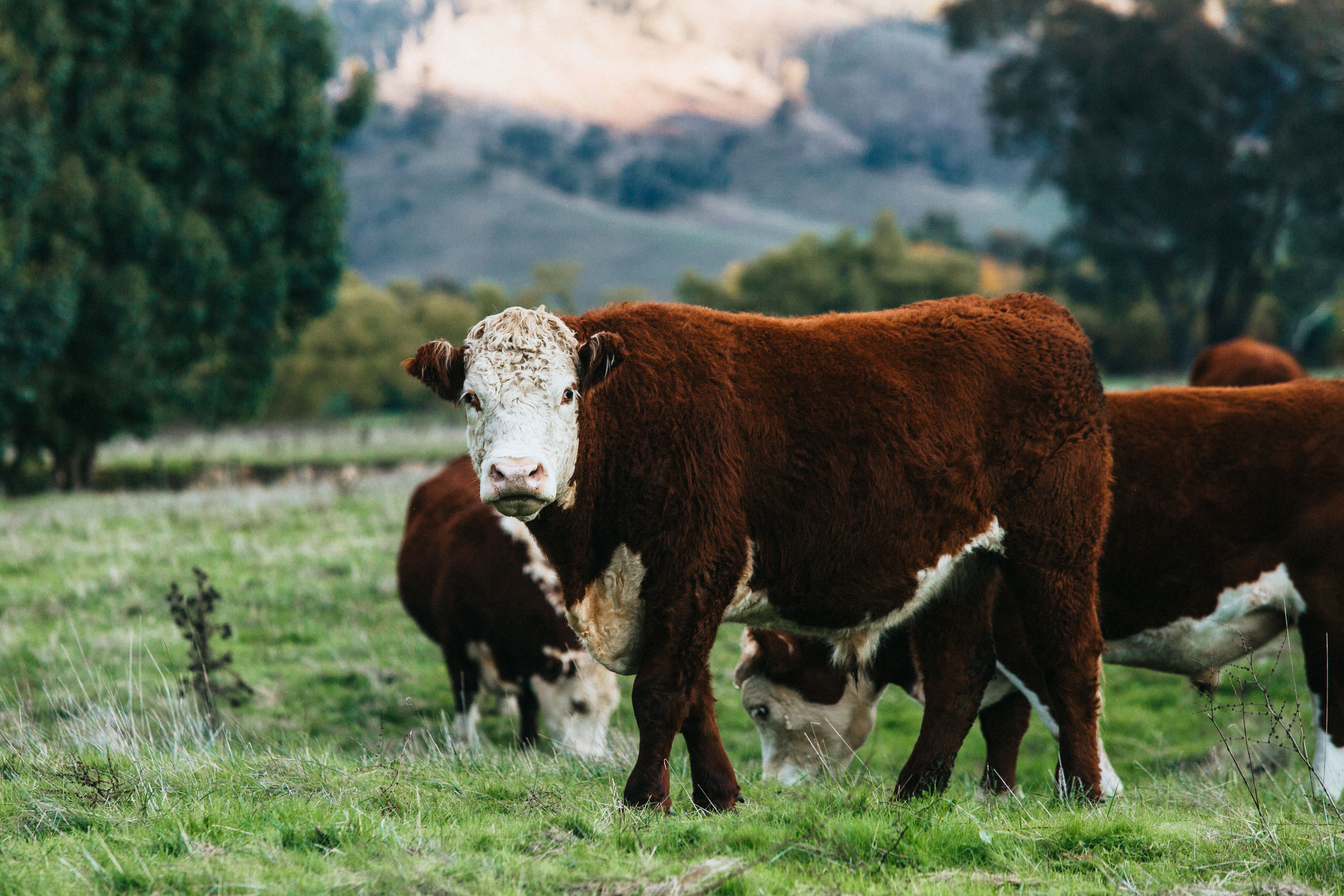 Highland Field Cow - Henry Photographic Print - Emily O'Brien