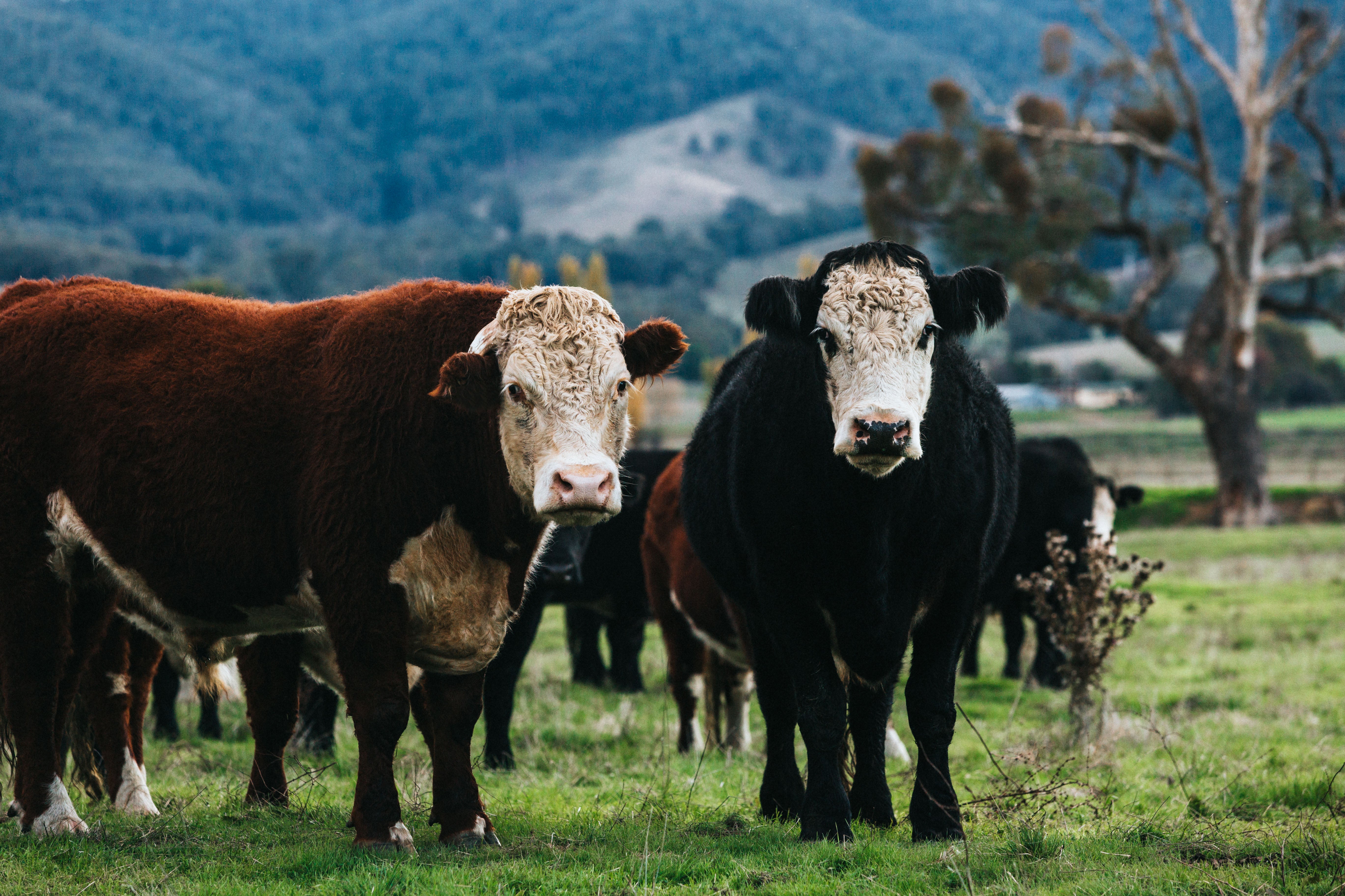 Highland Field Cows - Boris and Benny Photographic Print - Emily O'Brien