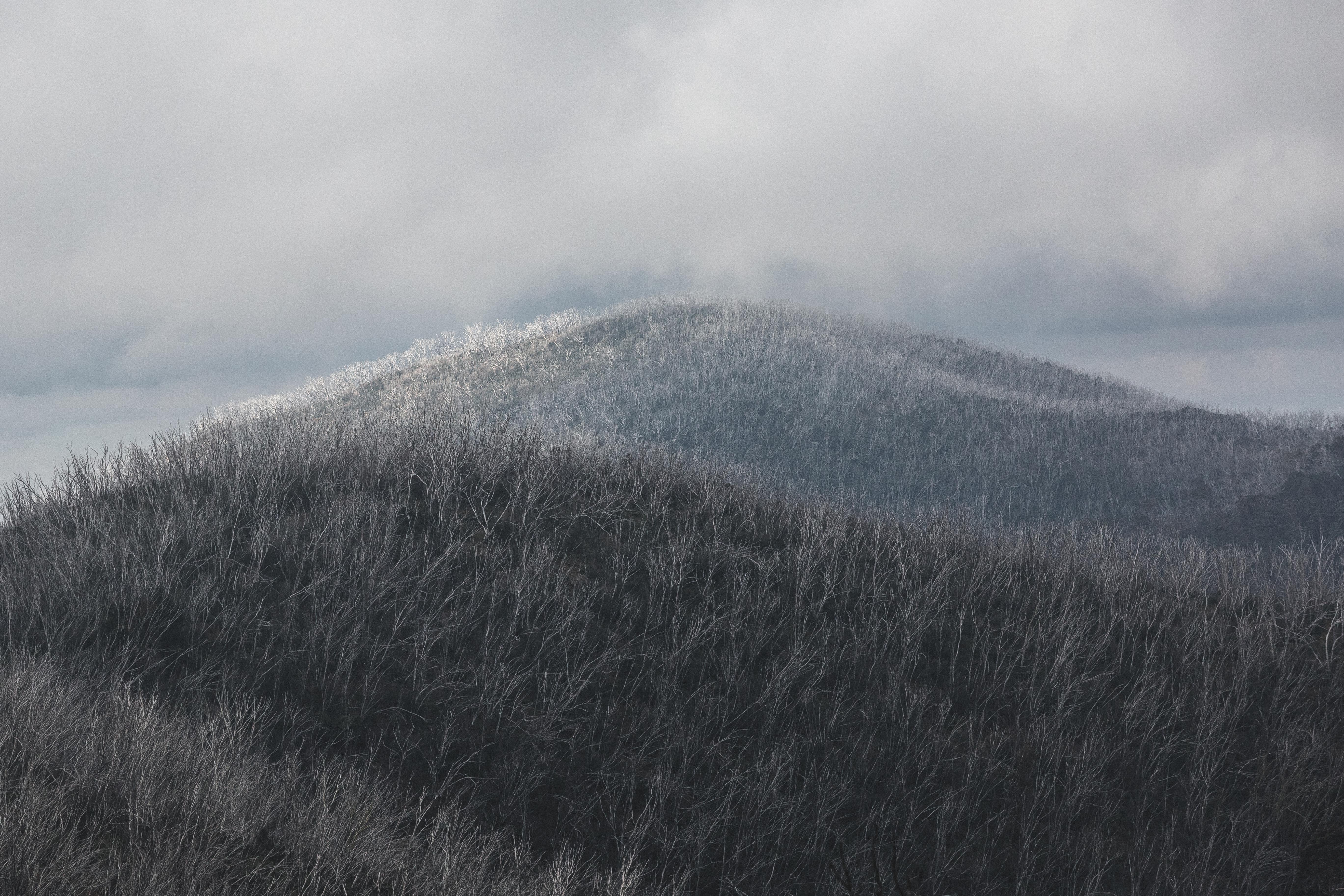 Highland Mountain Fur Photographic Print - Emily O'Brien