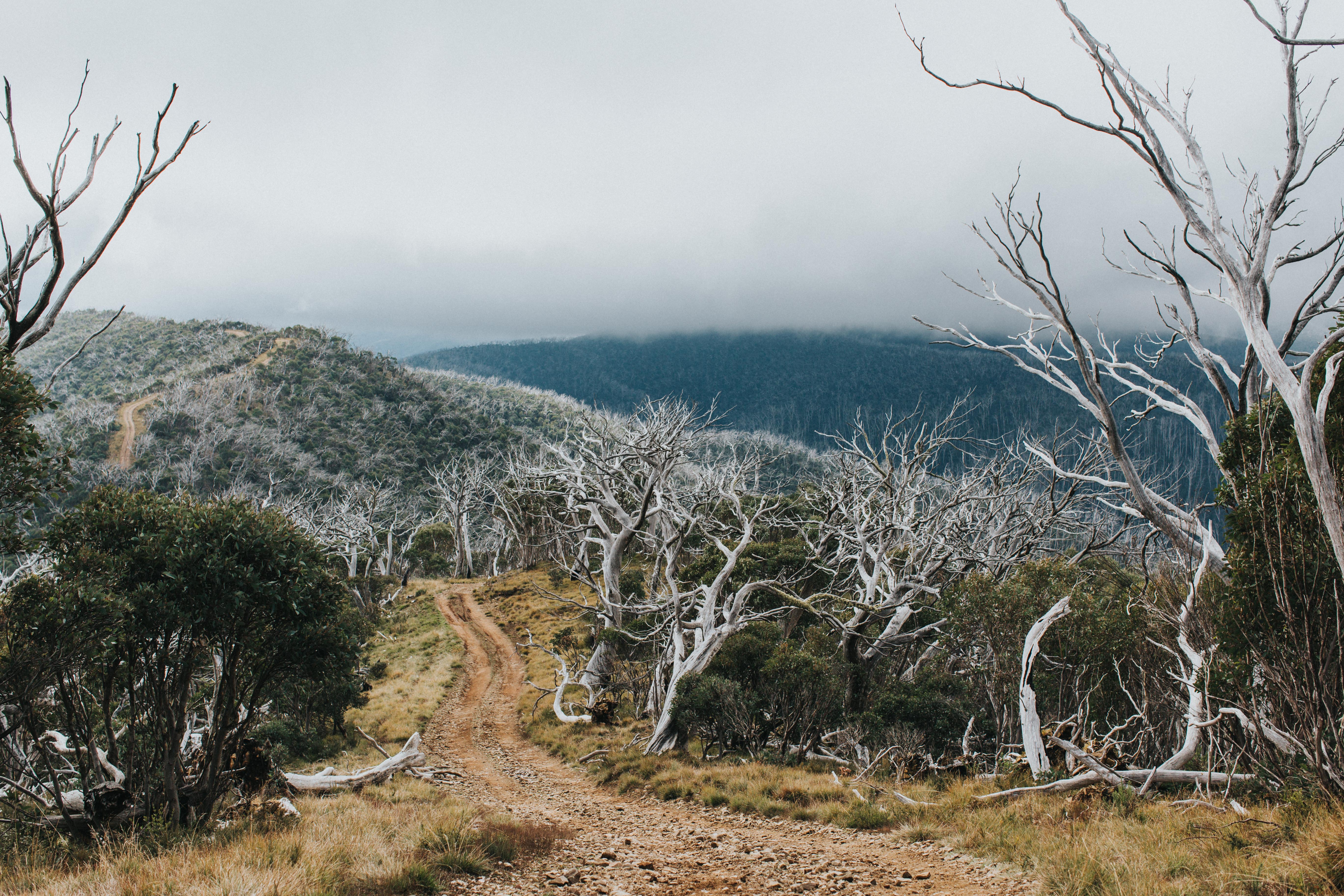 Highland Mount Murray Tracks Photographic Print - Emily O'Brien