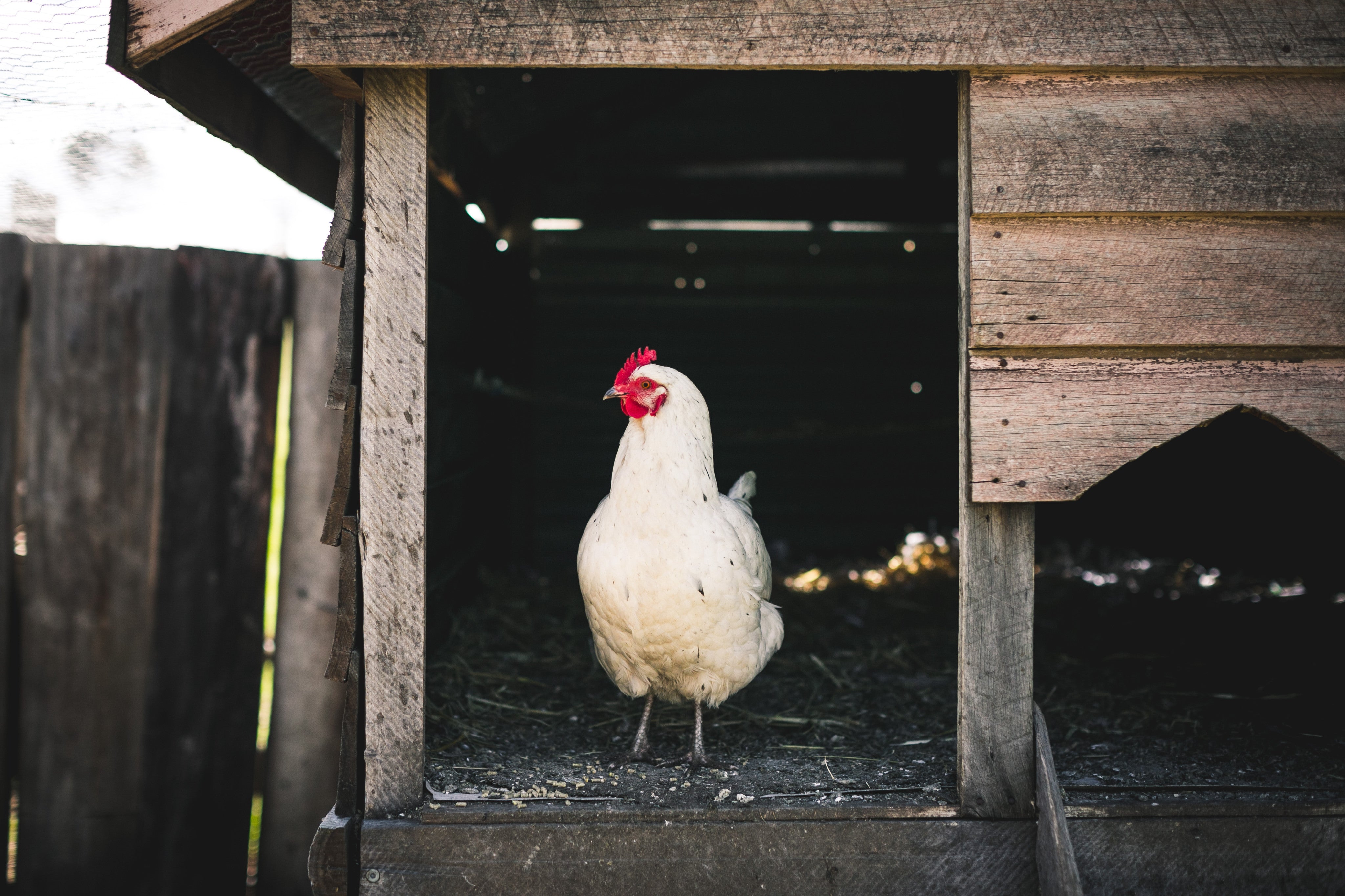 Into the Hen House Greeting Card - Emily O'Brien
