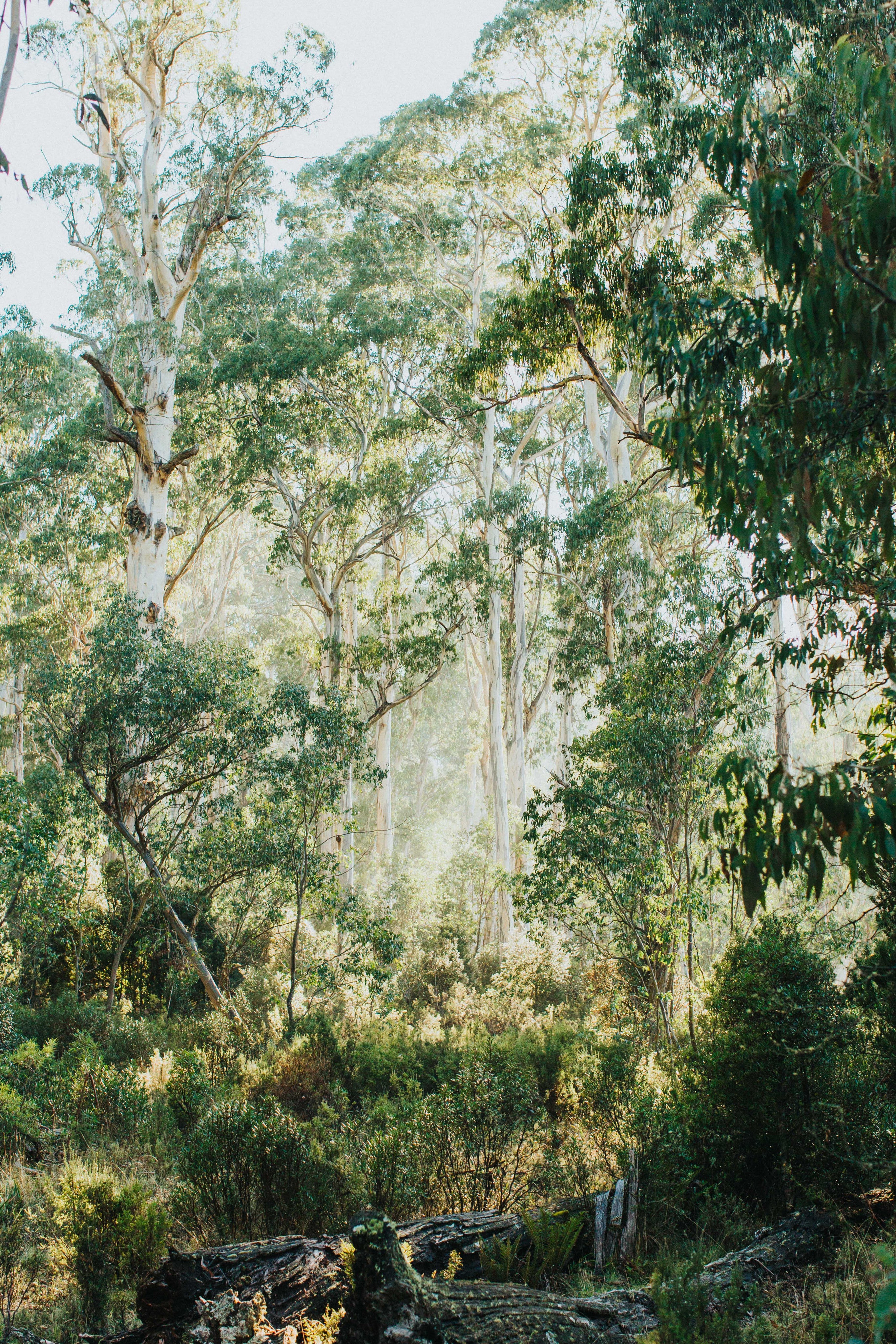 Highland Gumtree Morning Light Greeting Card - Emily O'Brien
