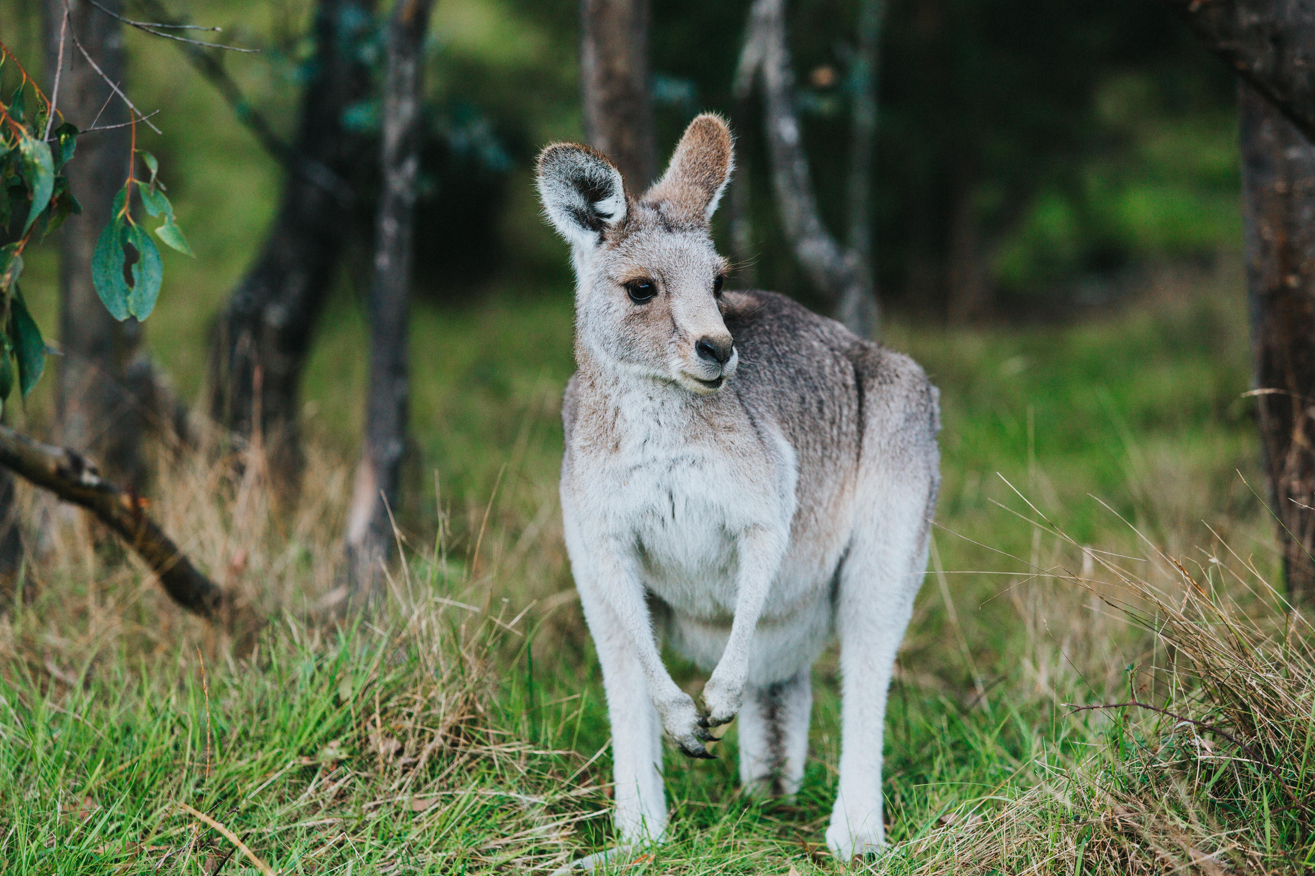 Highland Wild Roo Photographic Print - Emily O'Brien