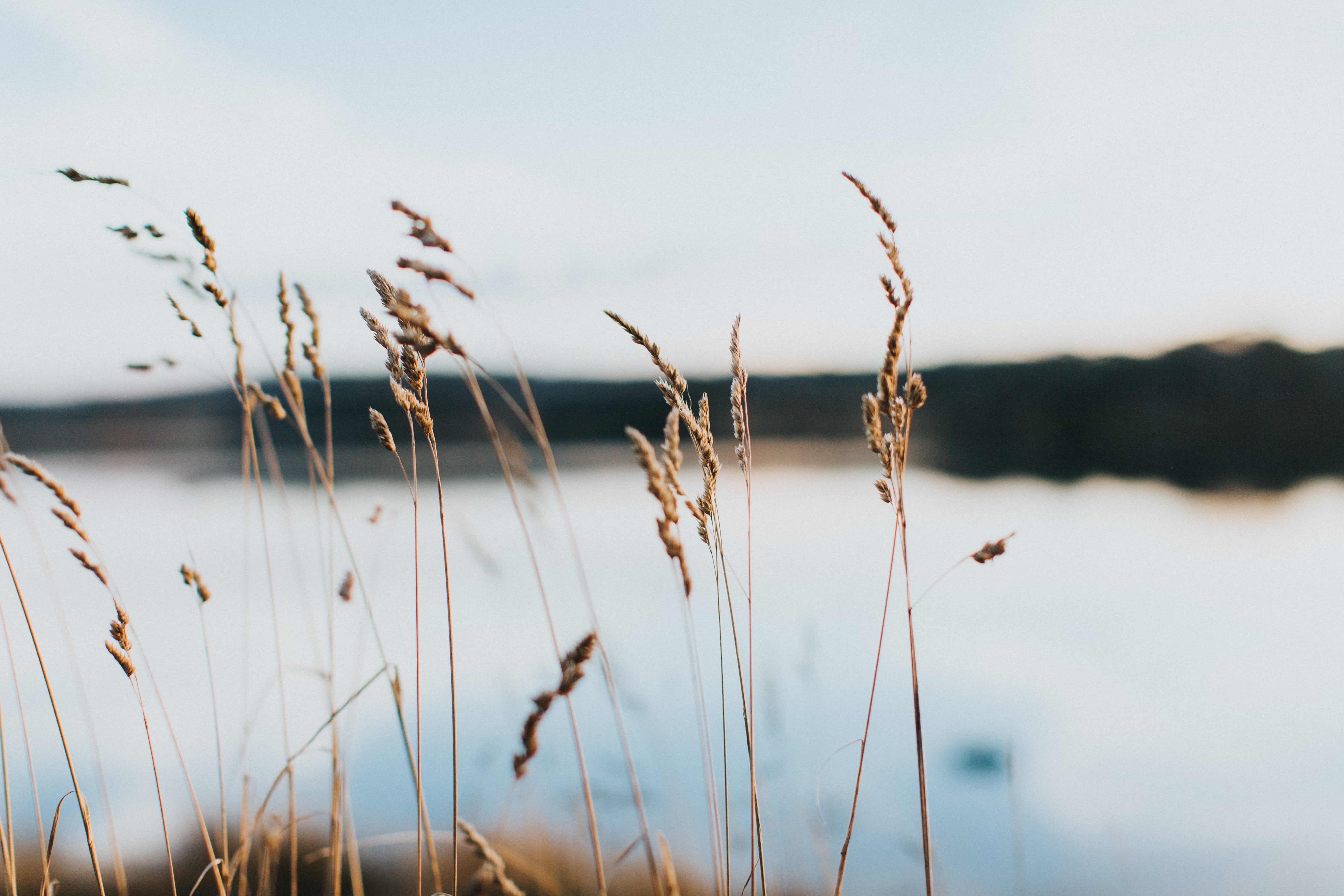 Highland Lake Grass Photographic Print - Emily O'Brien