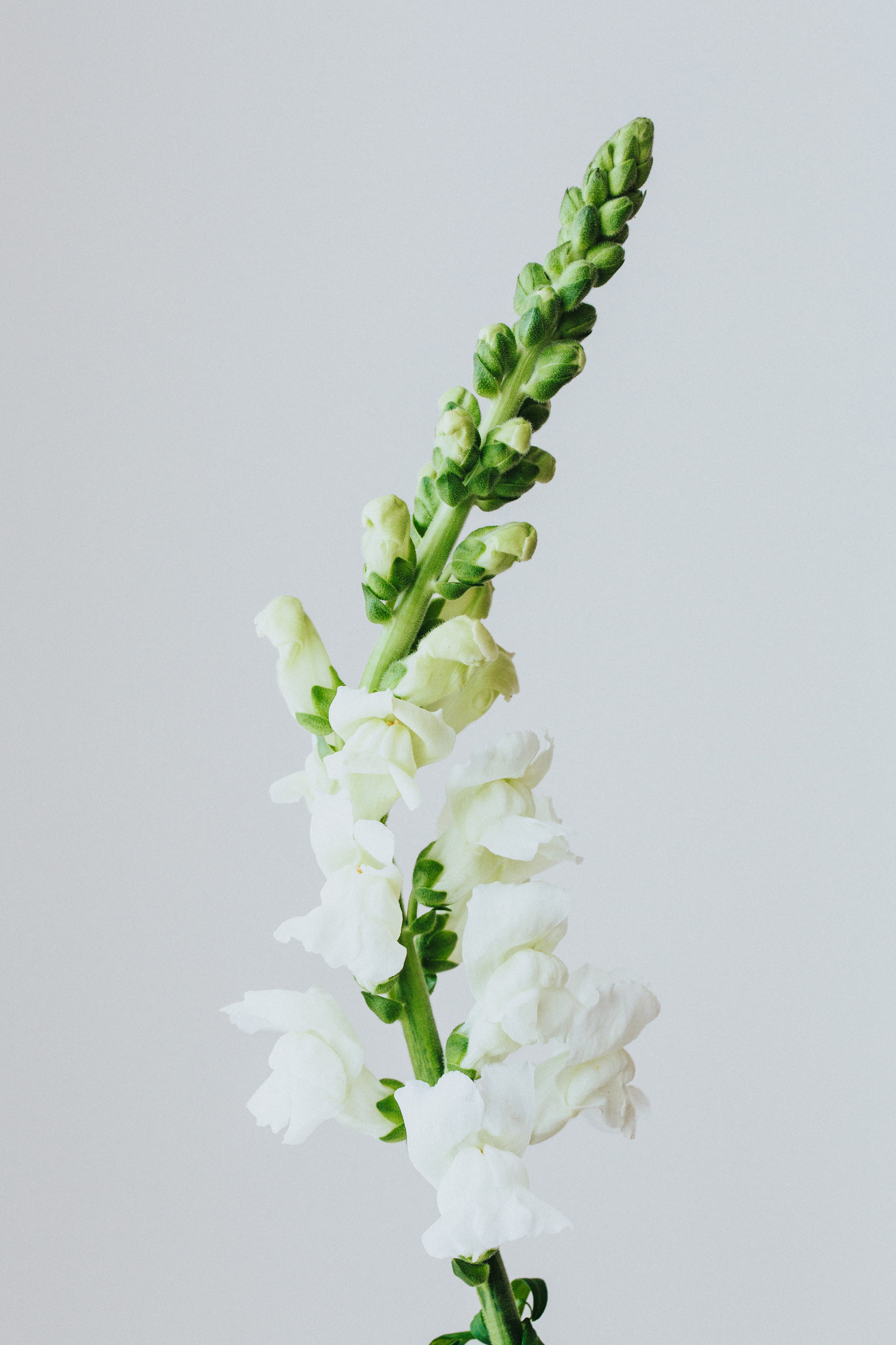 Studio Snapdragon Photographic Print - Emily O'Brien