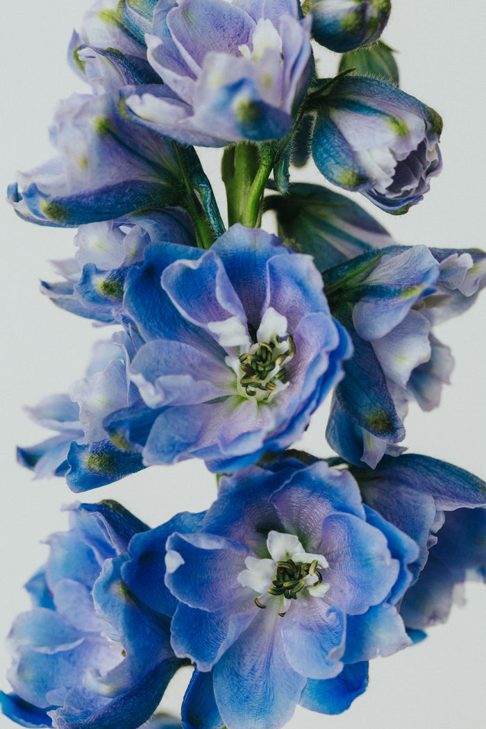 Blue Delphinium I Photographic Print - Emily O'Brien