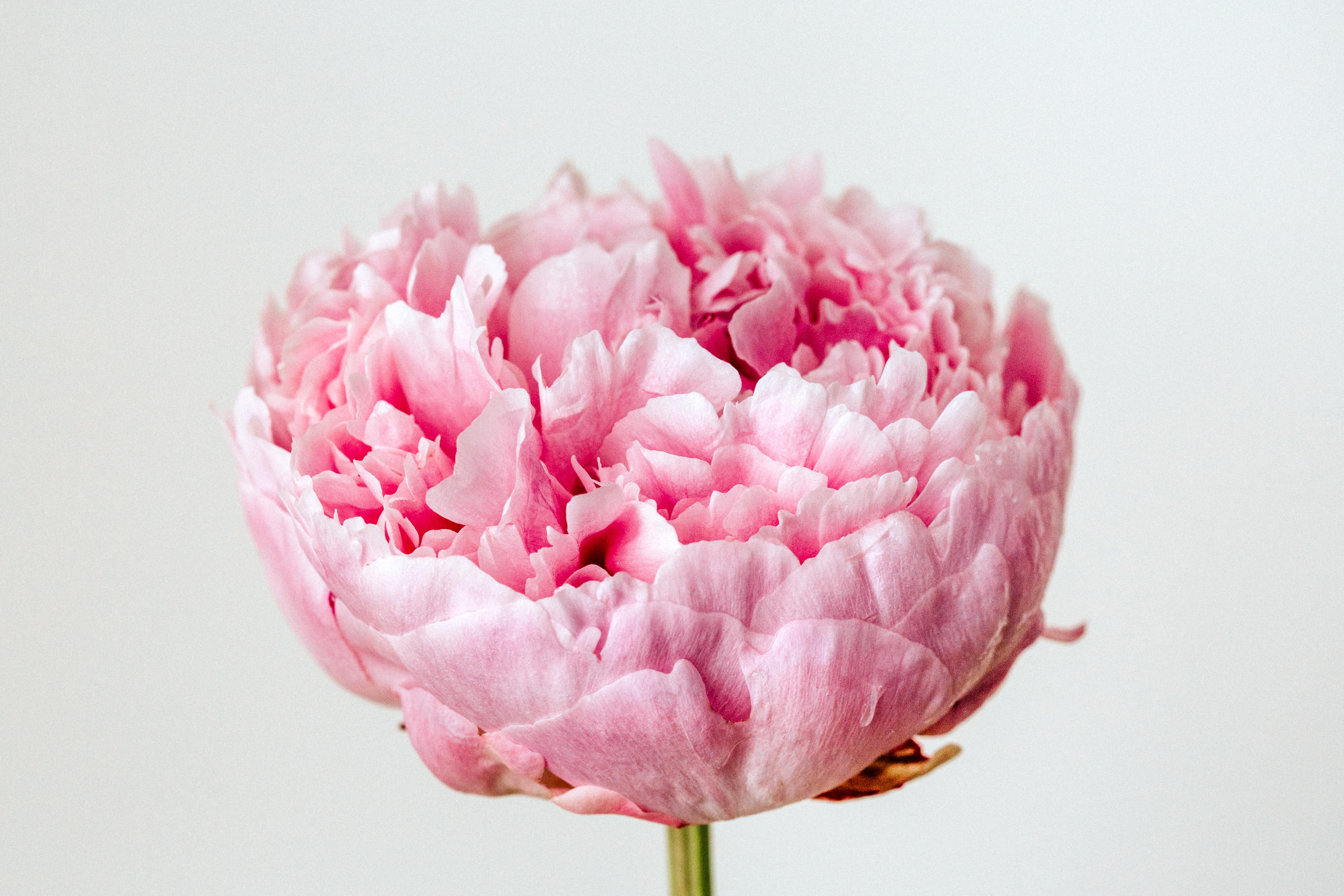 Peony I Photographic Print - Emily O'Brien
