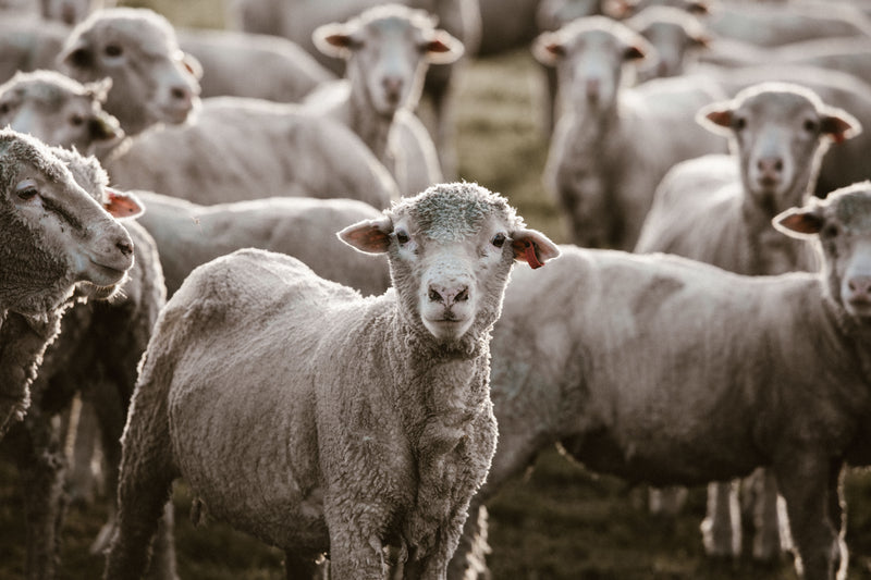Herd of Sheep IV Photographic Print - Emily O'Brien
