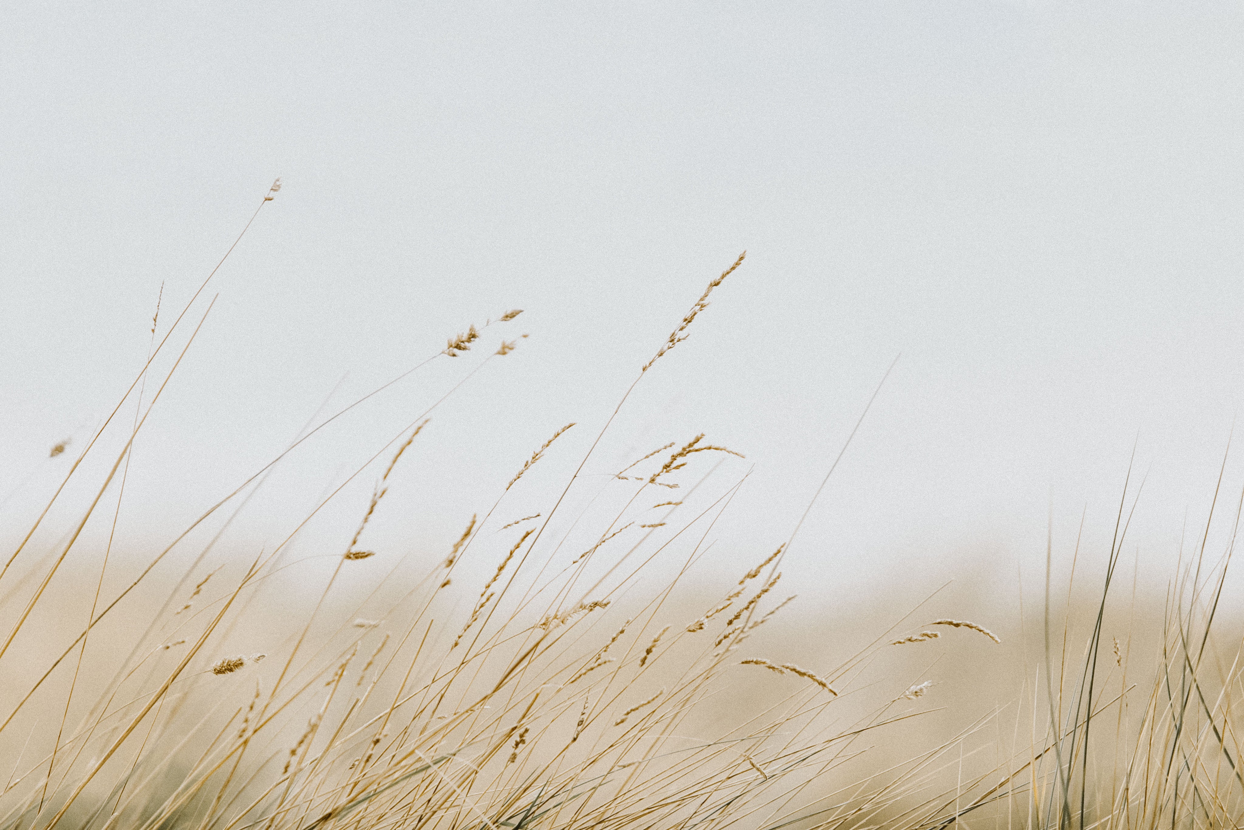 Sea Grass Greeting Card - Emily O'Brien