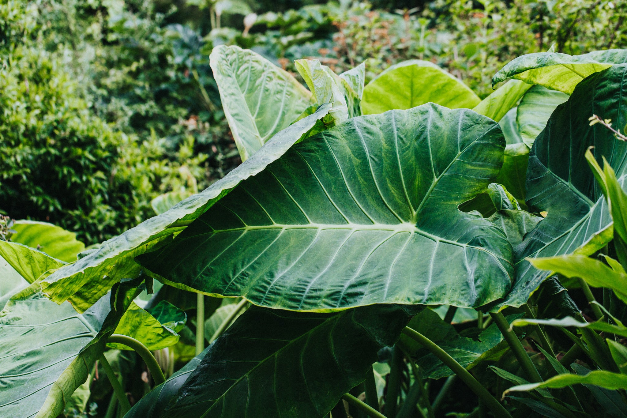 Elephant Leaf Botanical Photographic Print - Emily O'Brien